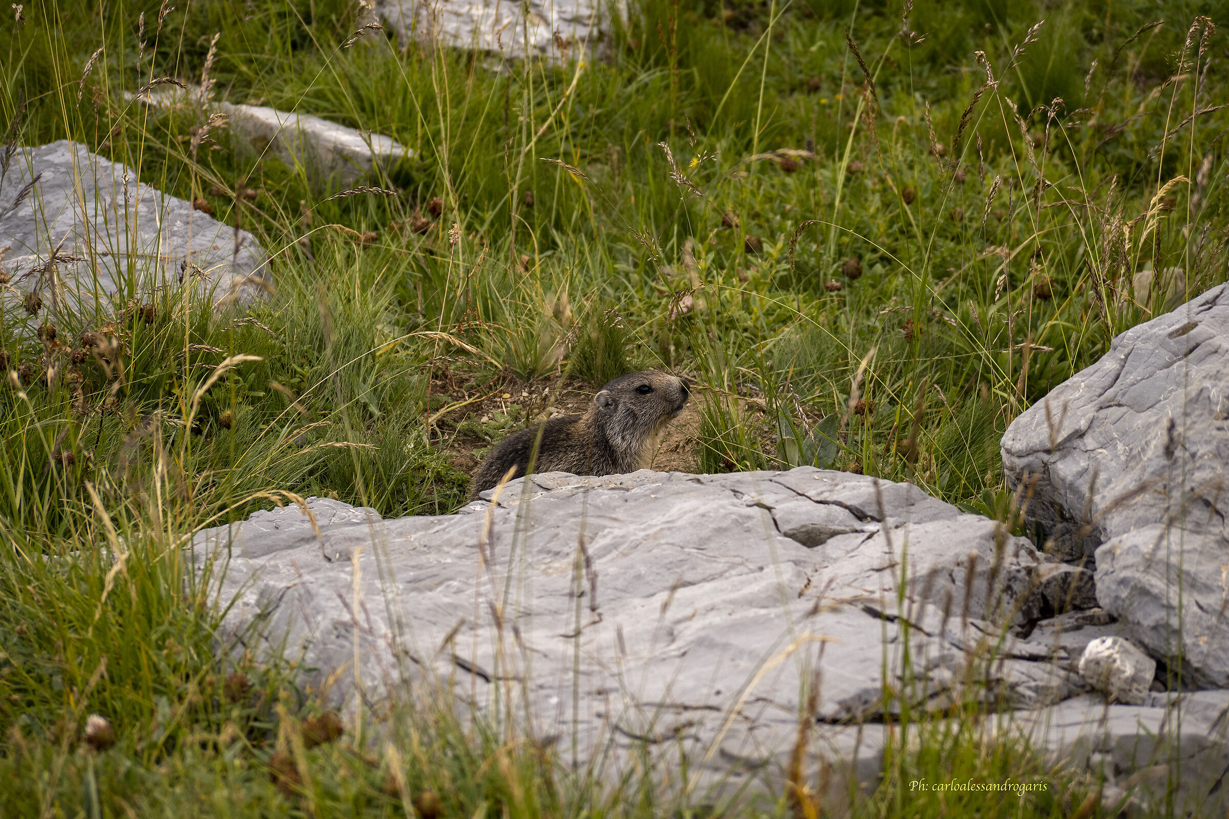 Marmotta Colle Fauniera Castelmagno (CN)