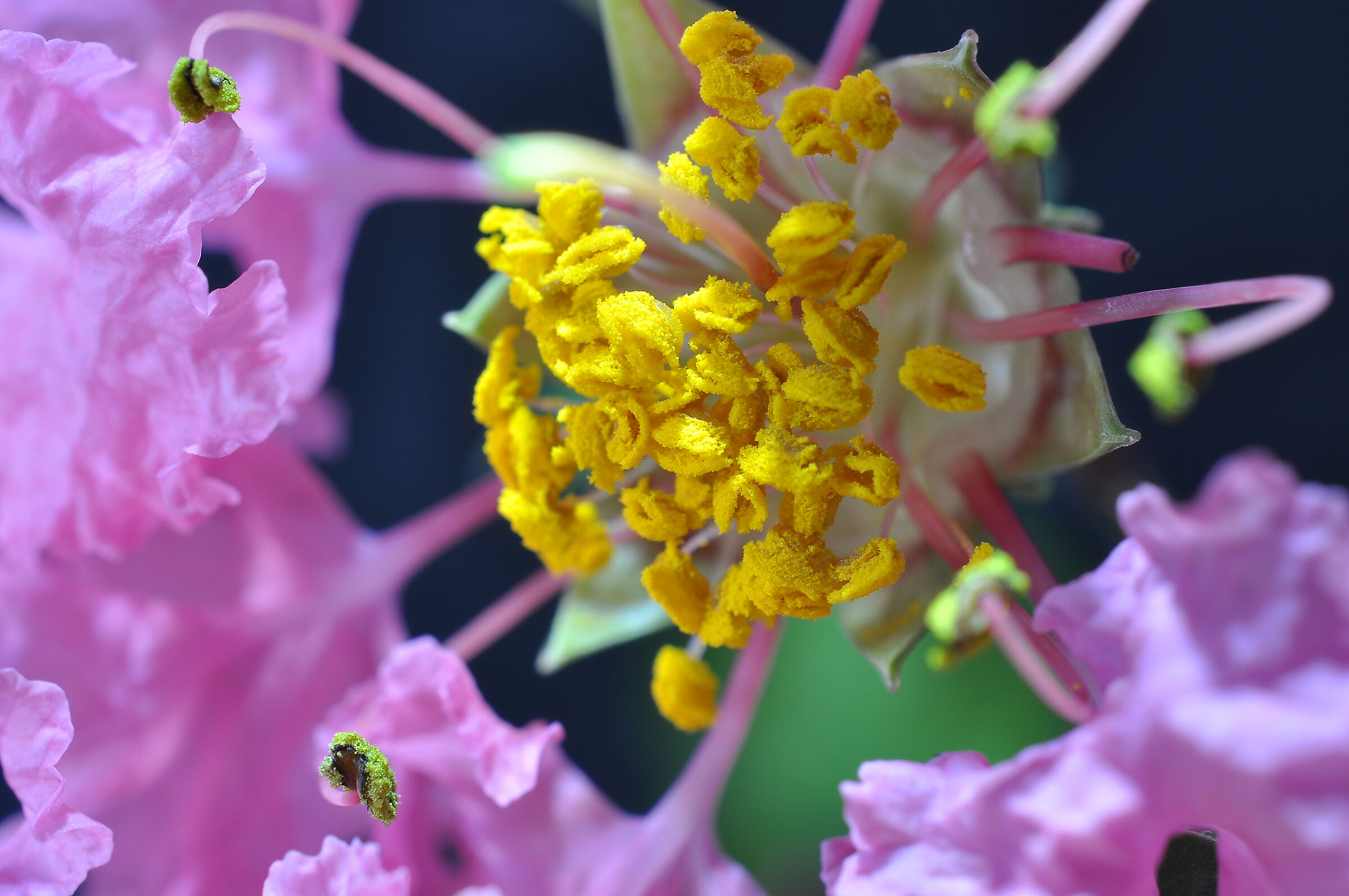 Lagerstroemia