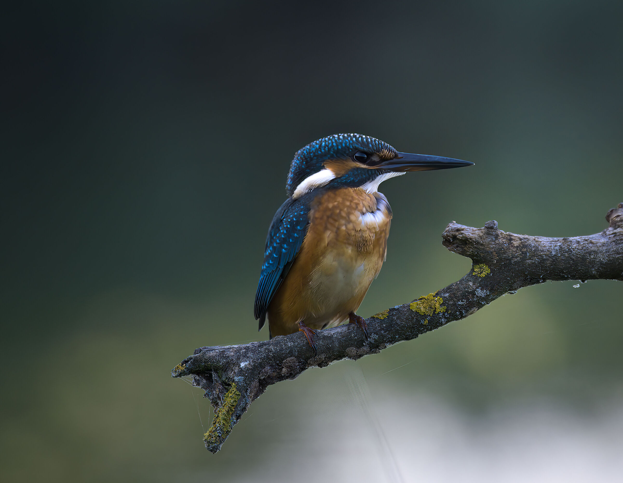 Kingfisher