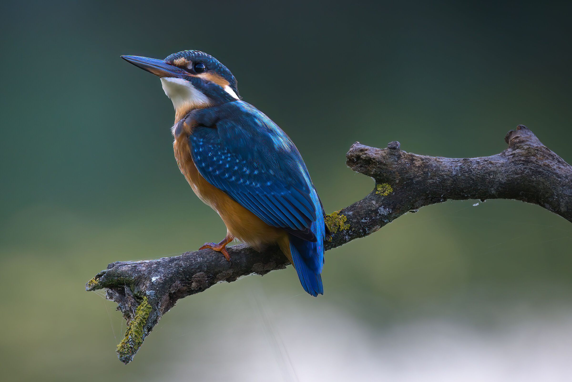 Kingfisher