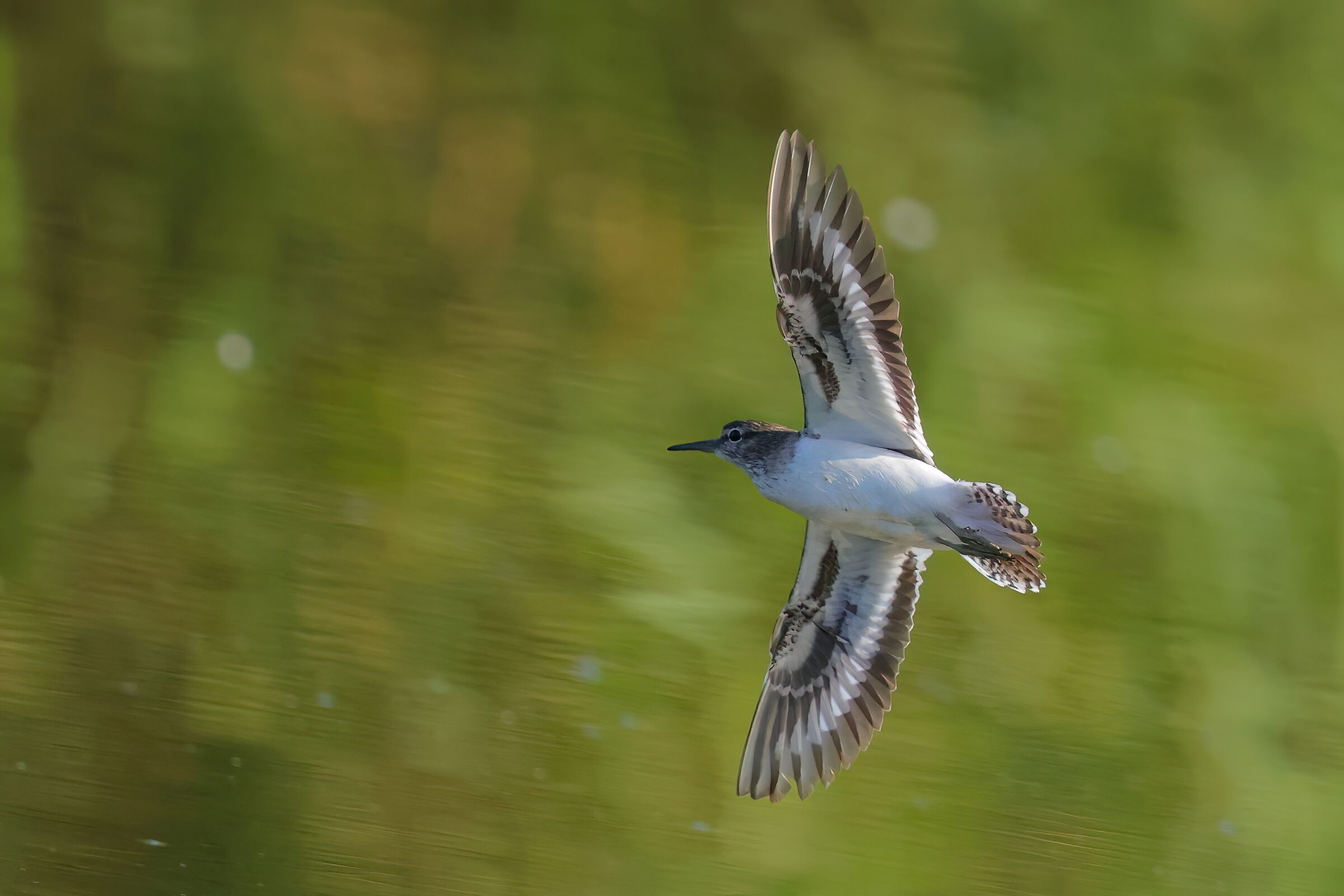 Small piro piro in turn