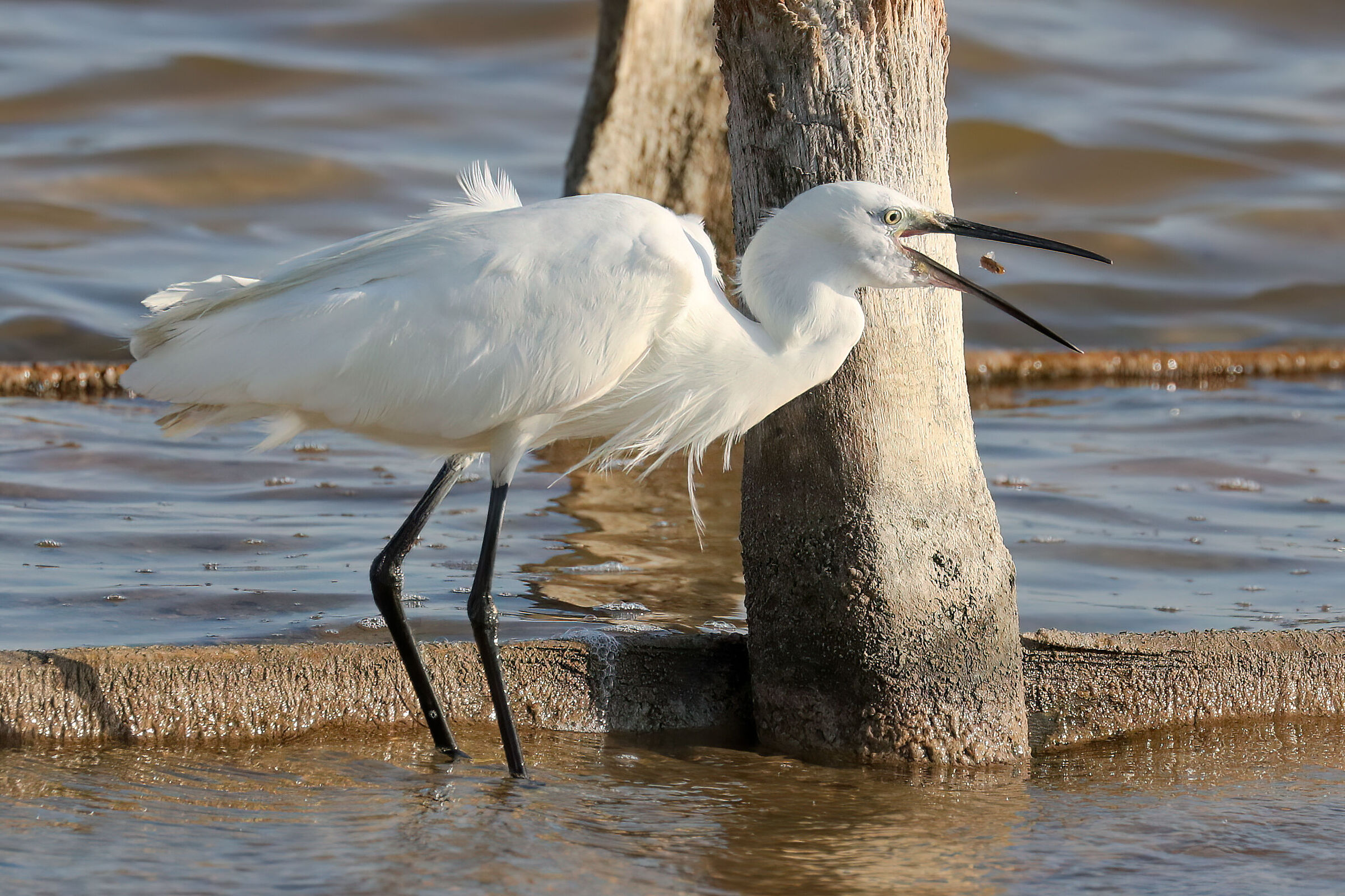 Egret