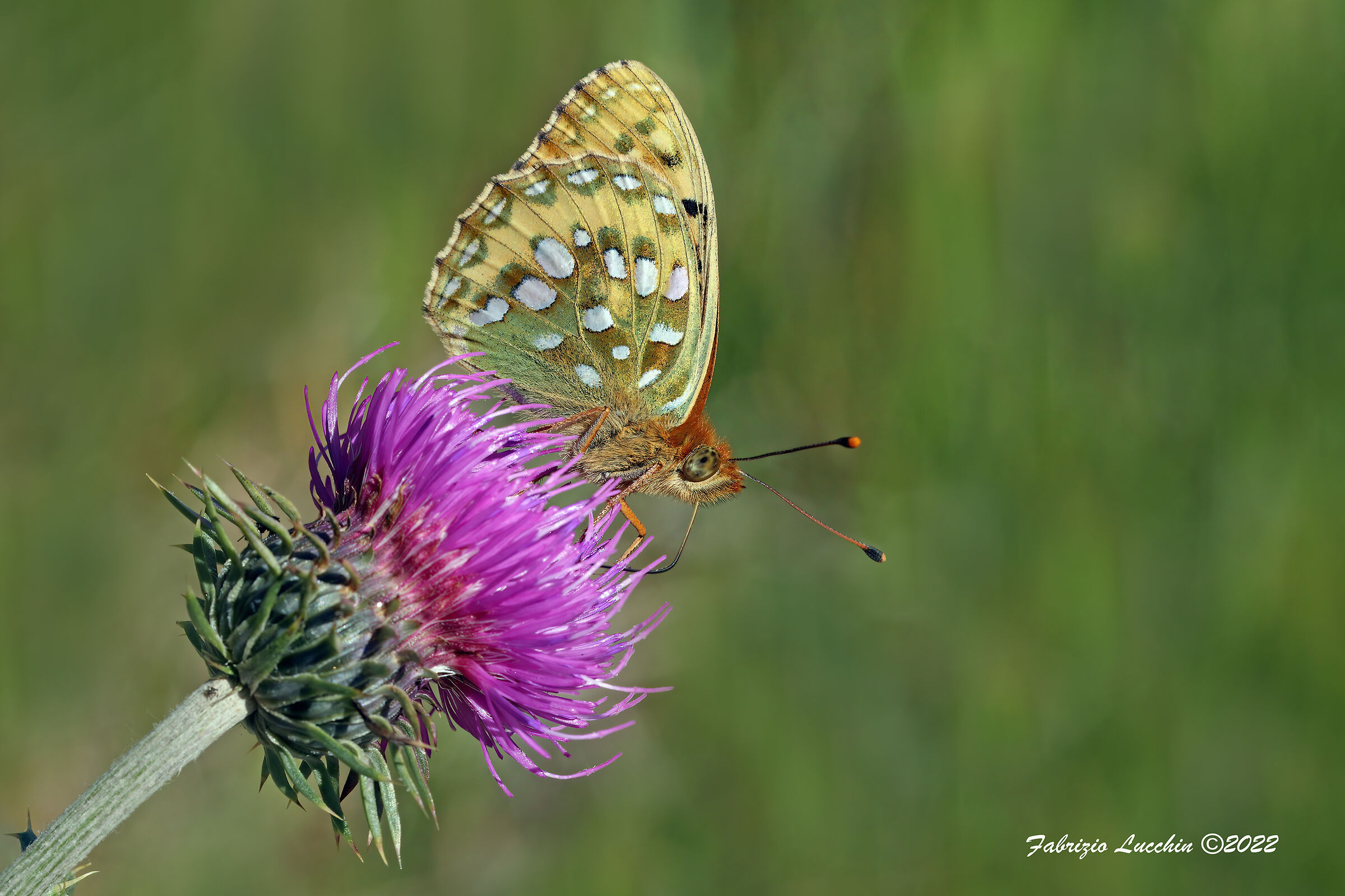 Argynnis aglaja