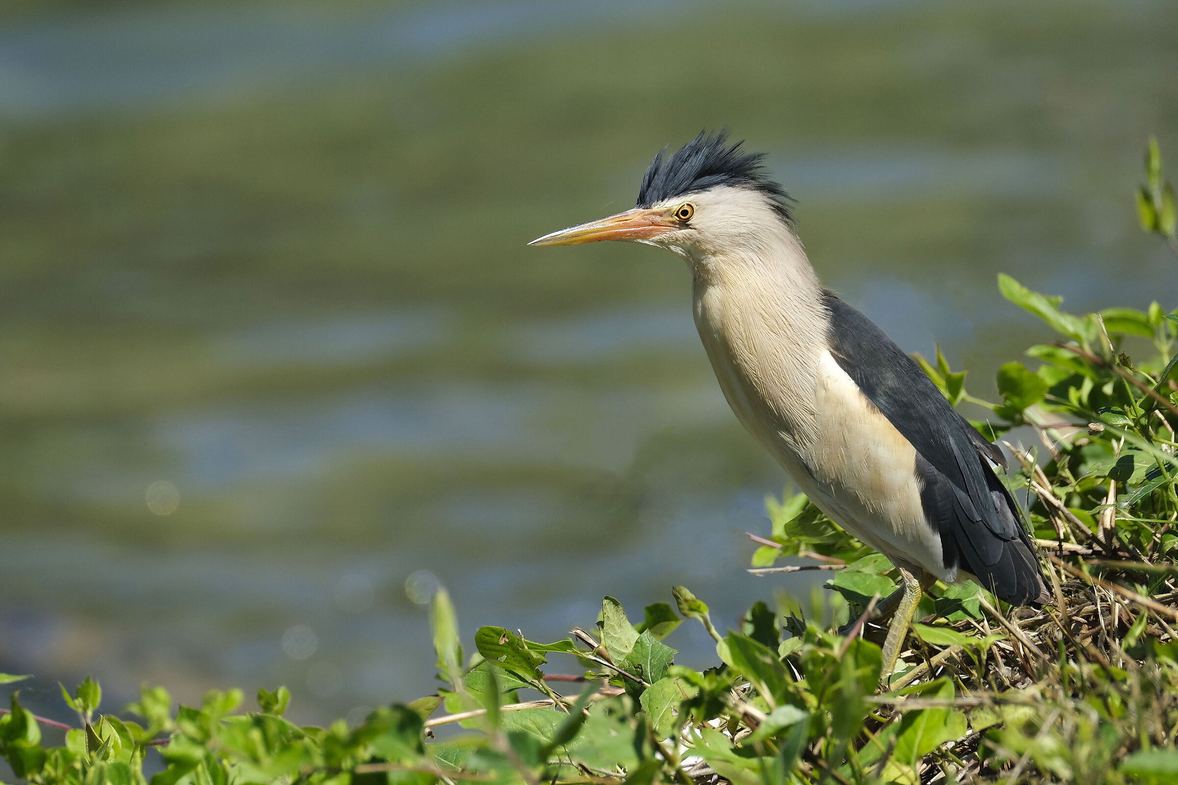 Little bittern