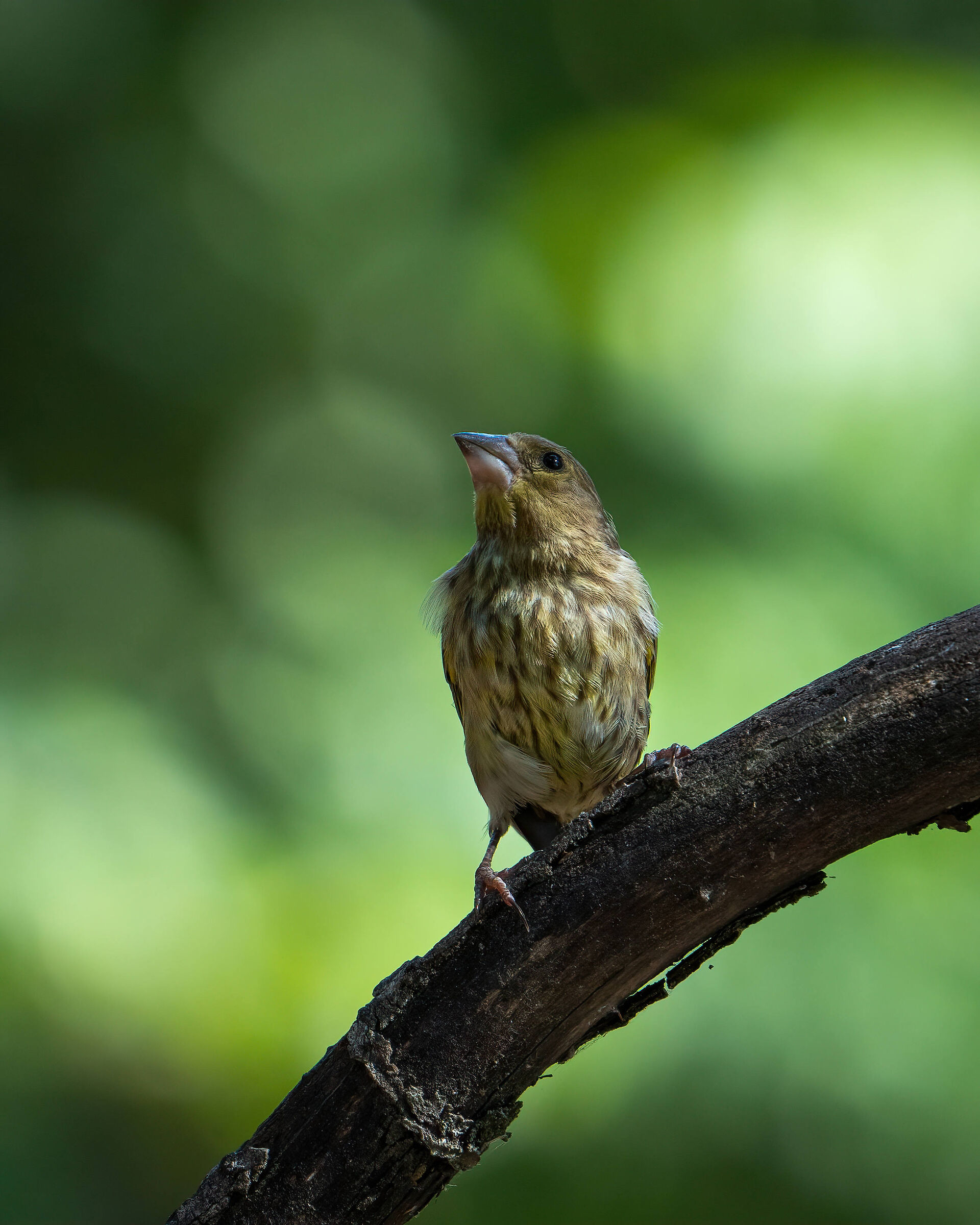 Female greenfinch