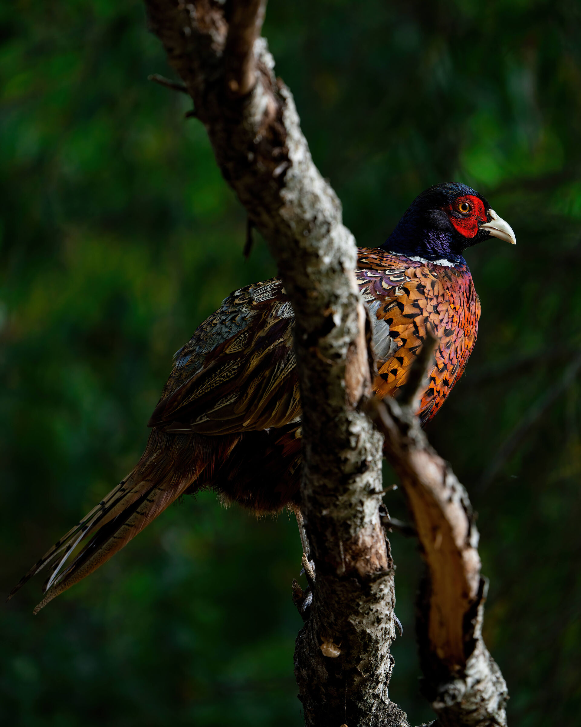 Pheasant in lateral section