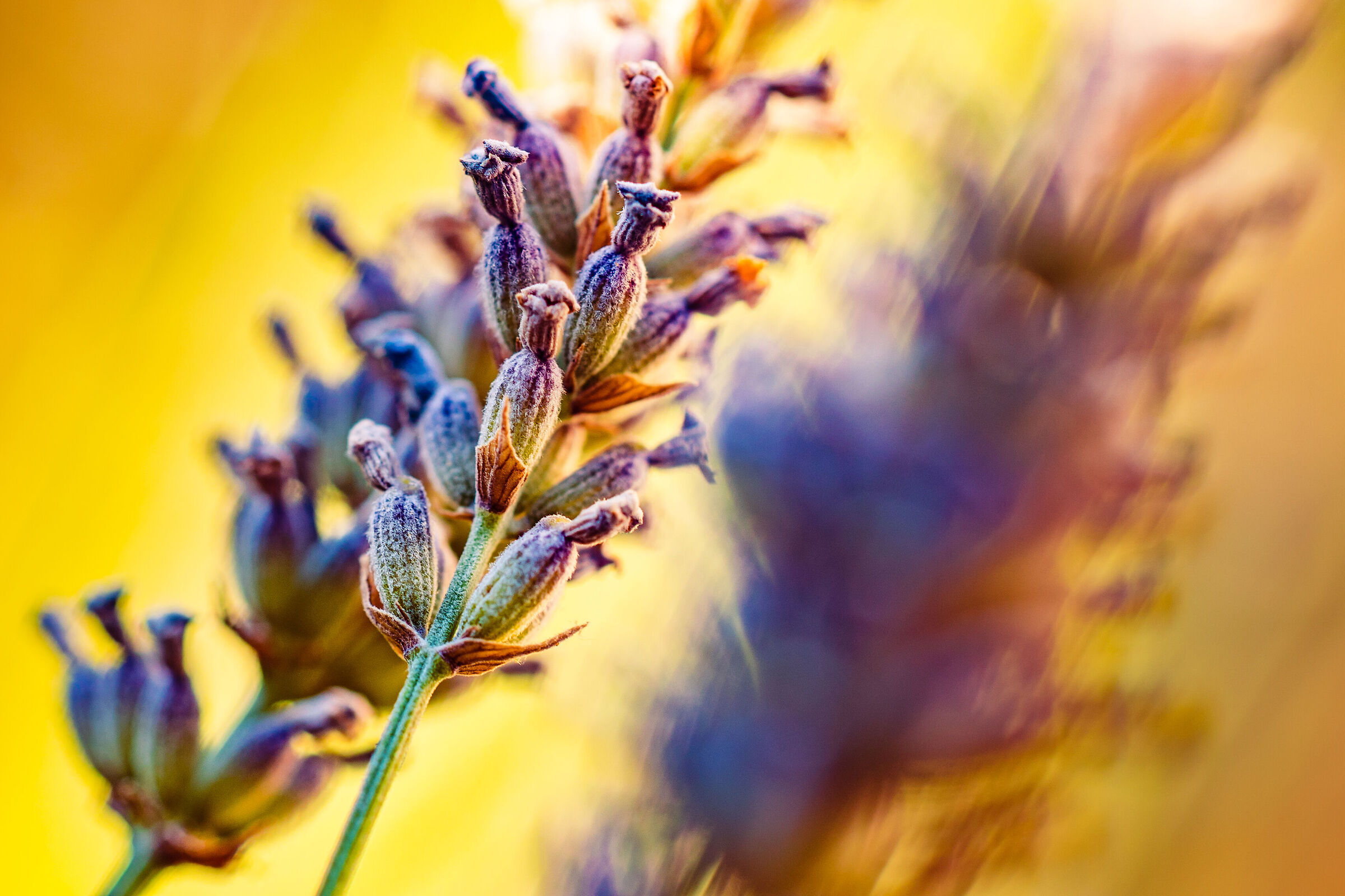 Lavender