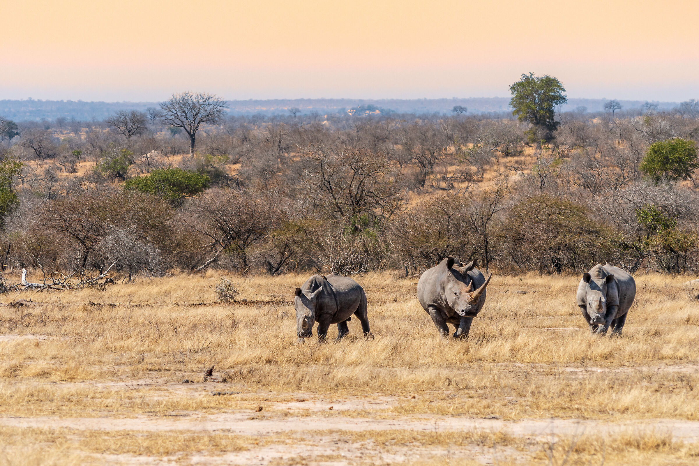 Una famiglia di rinoceronti bianchi