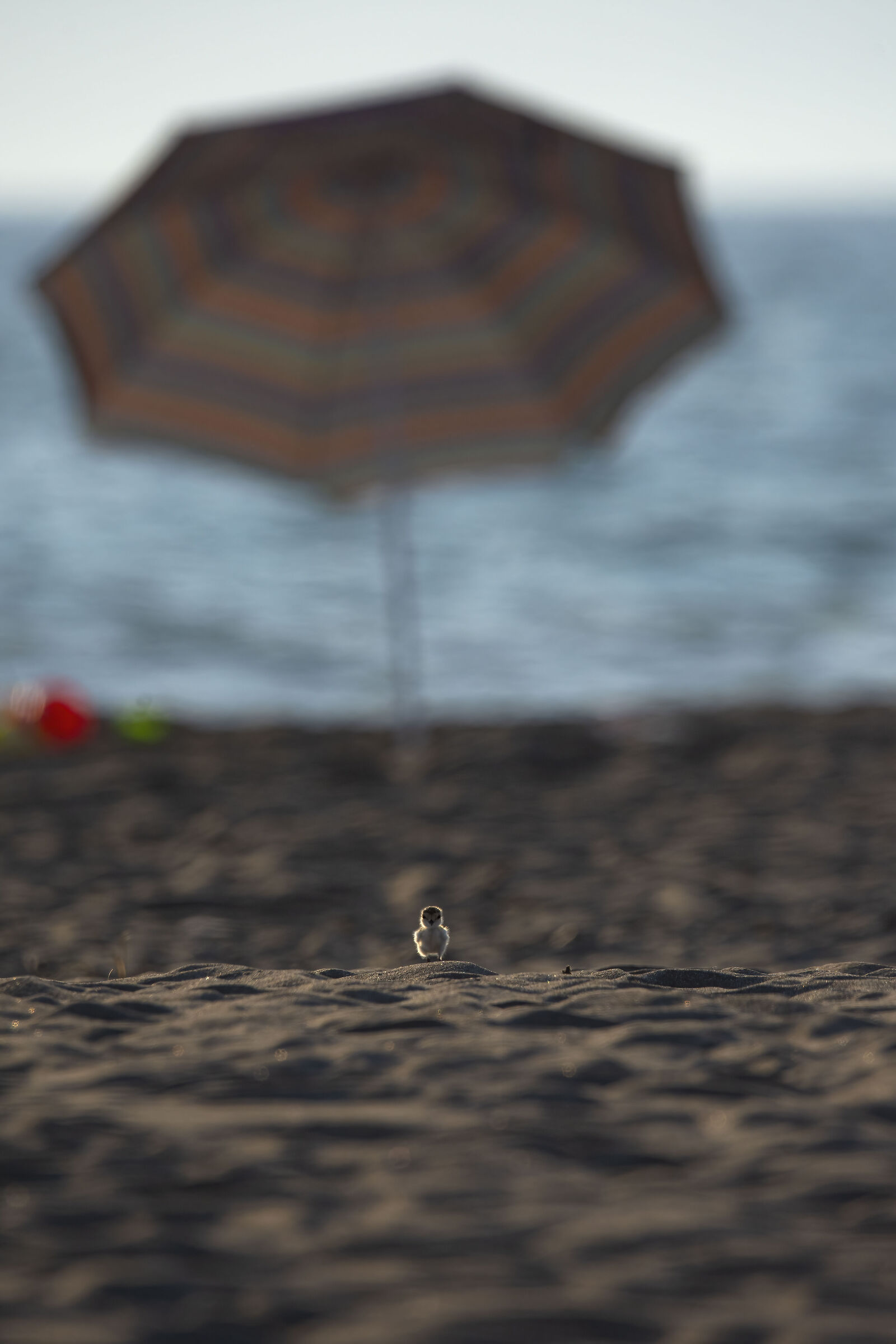 Pullo di fratino, la lotta alla sopravvivenza