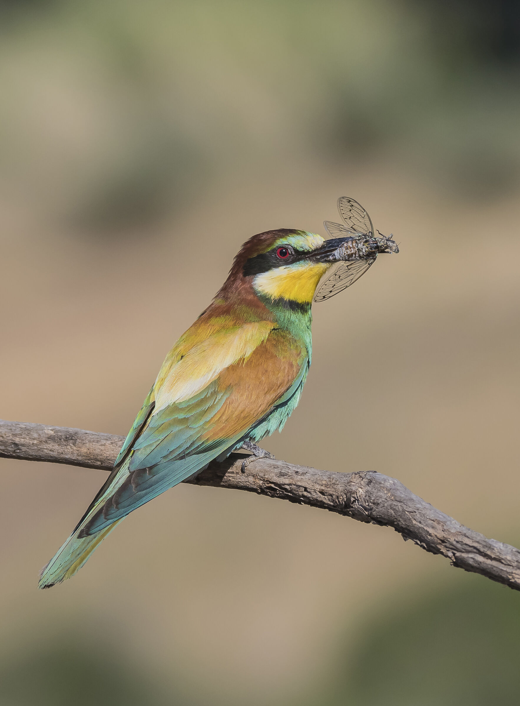 The bee-eater and the cicada
