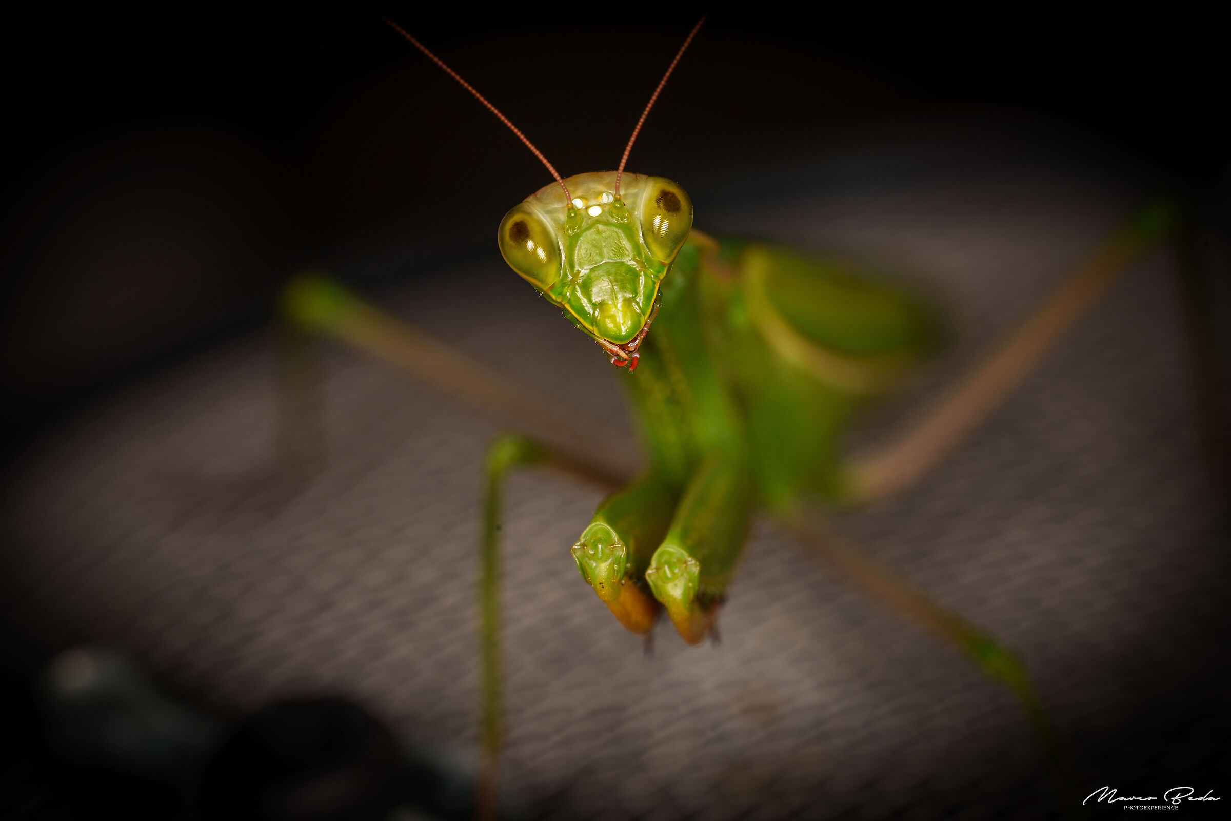 mantis
