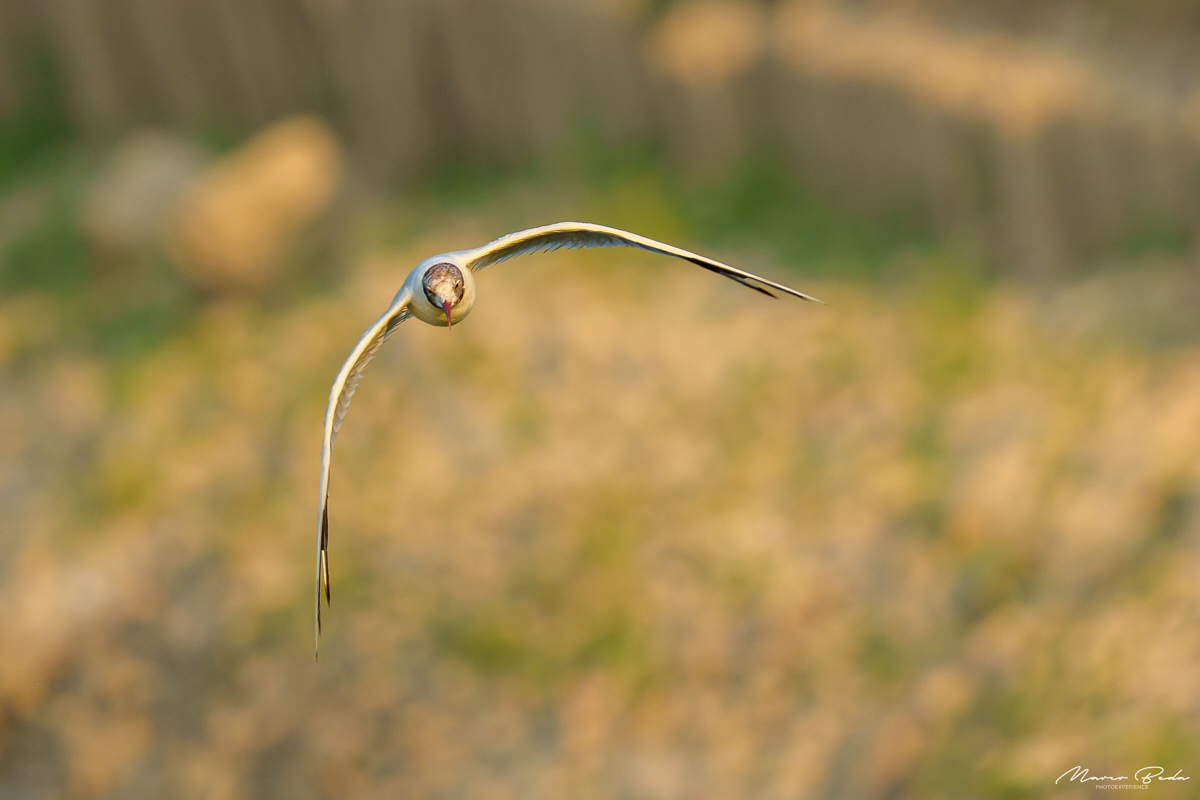 fly