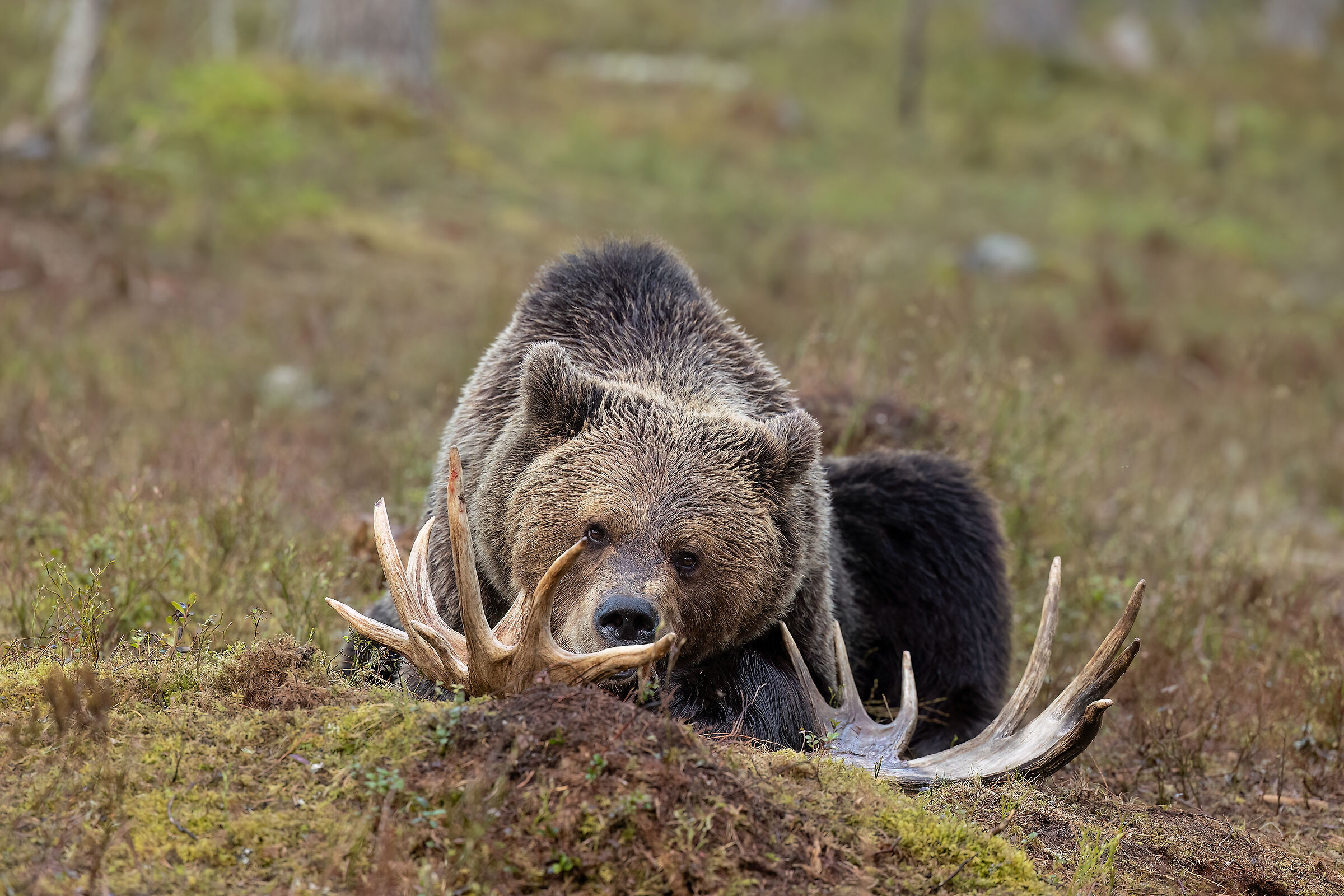 Predator and prey (what remains)