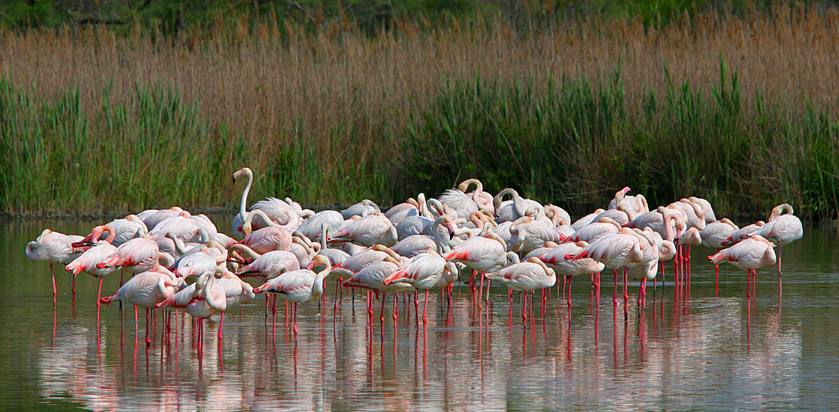 Camargue 2