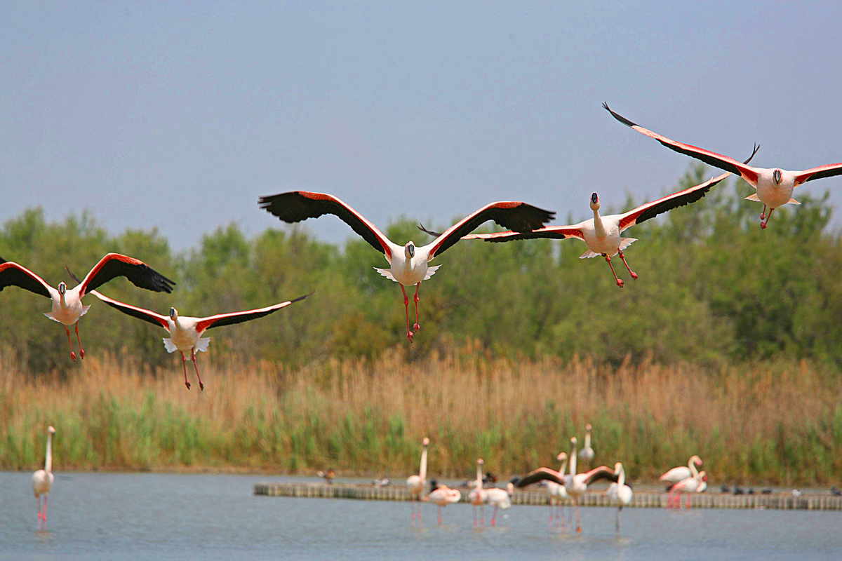 Camargue 5
