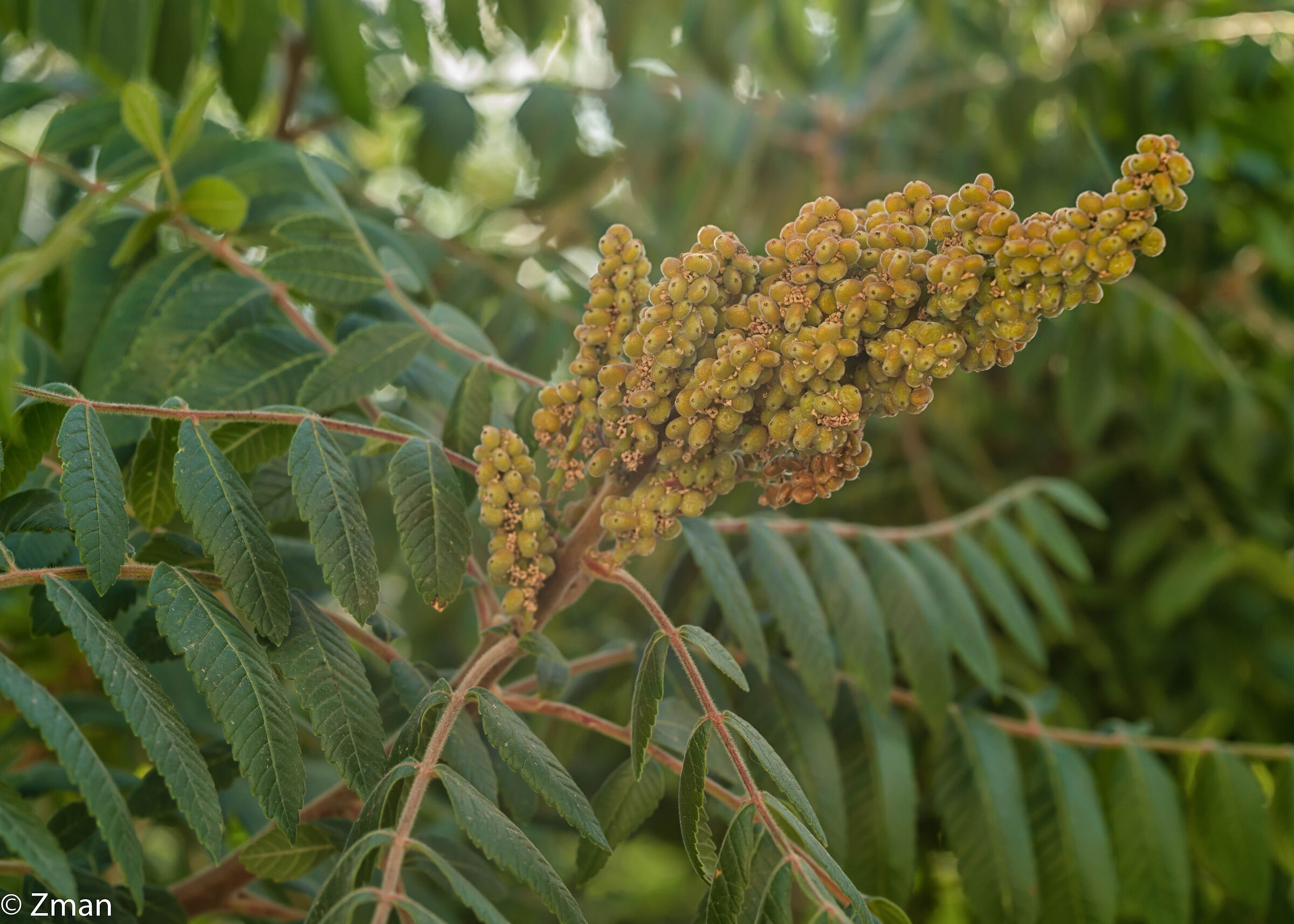 Sumac