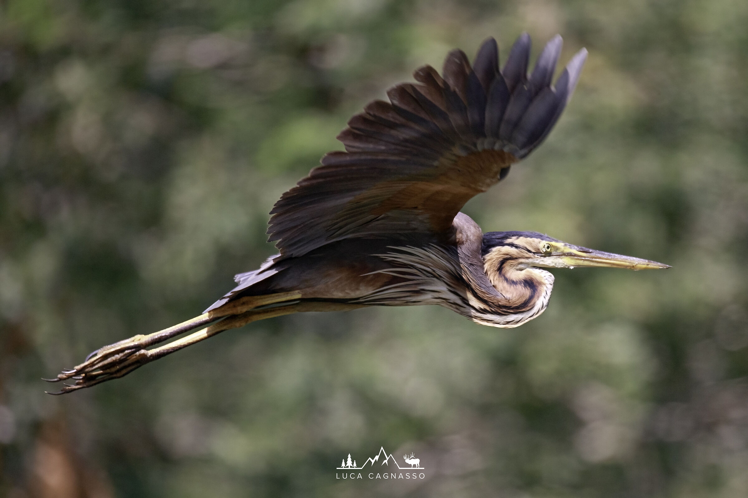 Airone rosso in volo