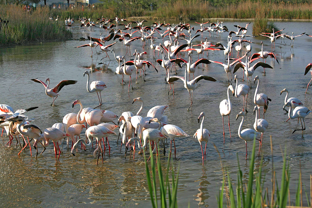 Camargue 9