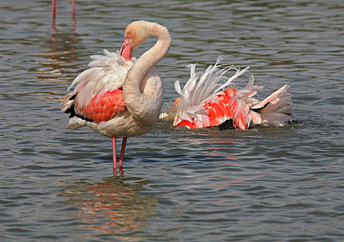 Camargue 10