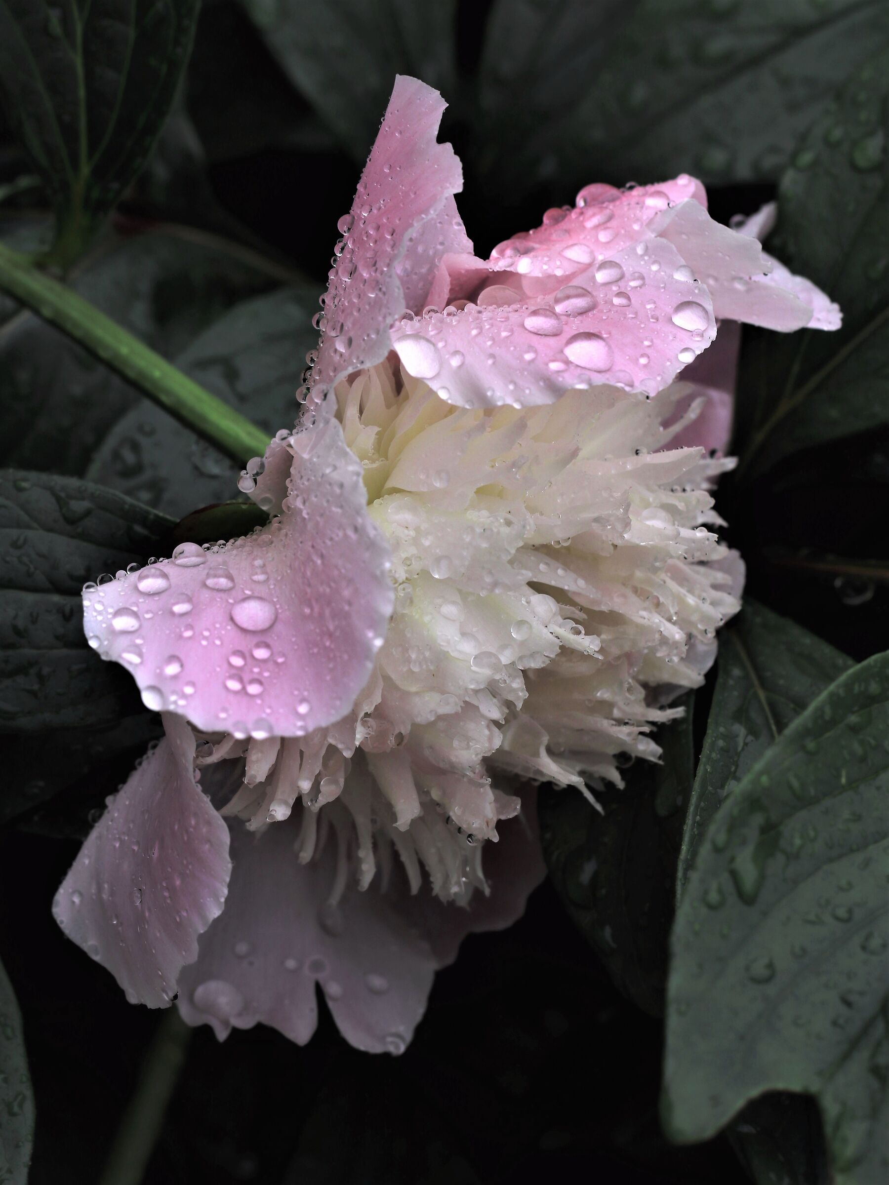 Rain