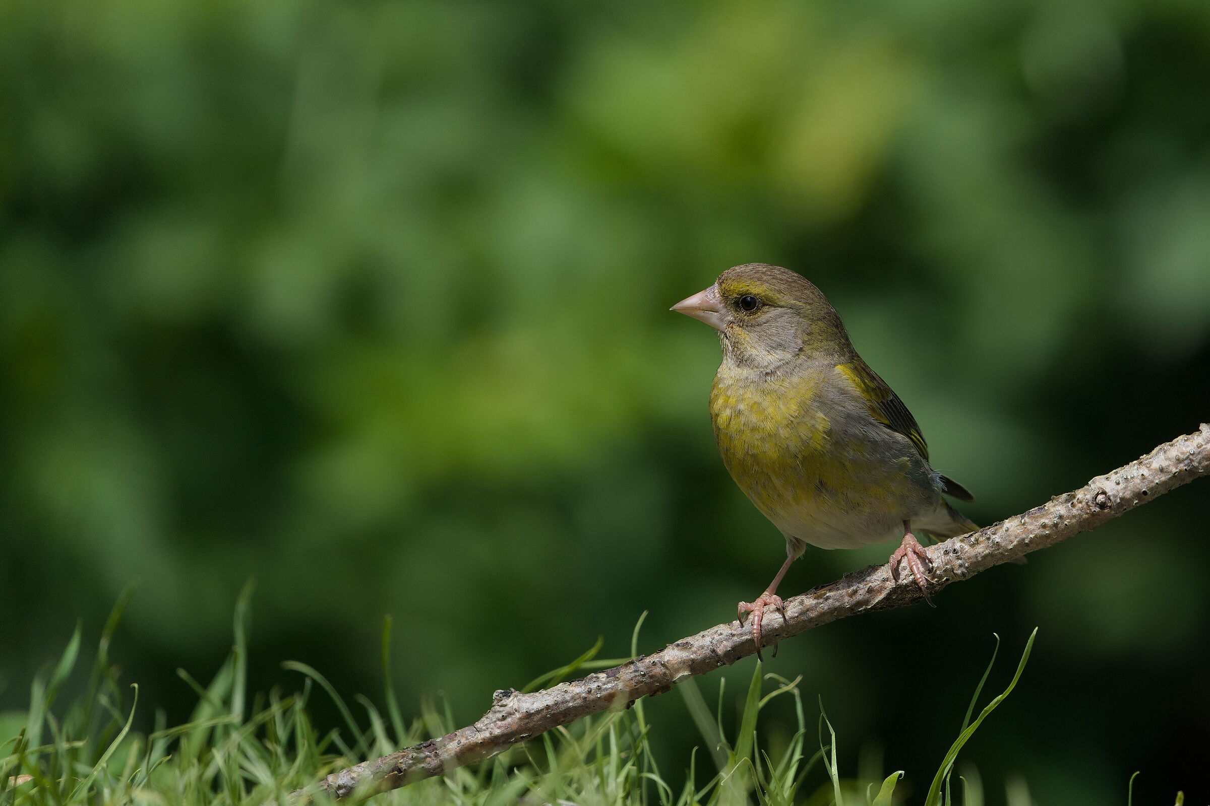Greenfinch