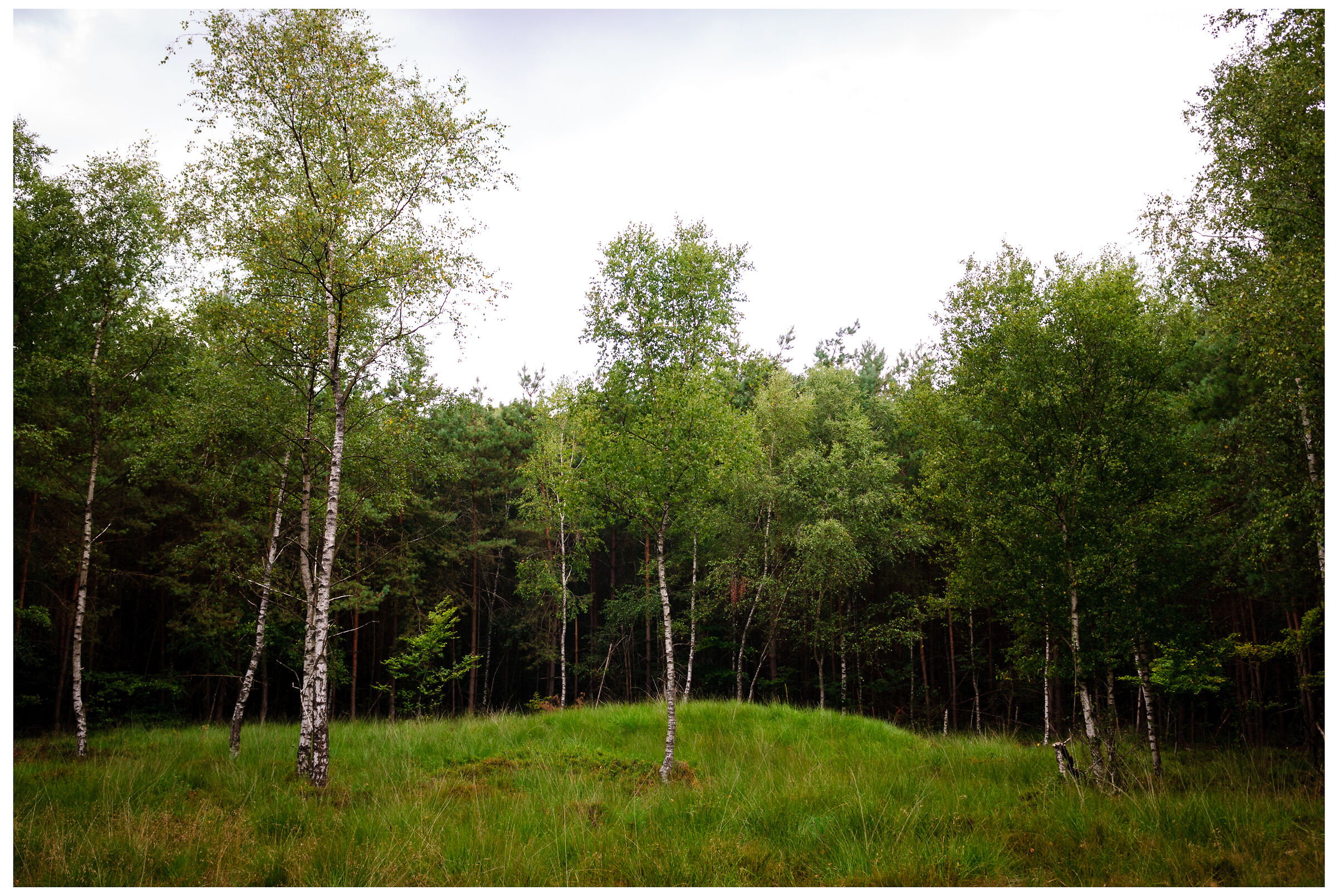 Burial mound Elspeet forest