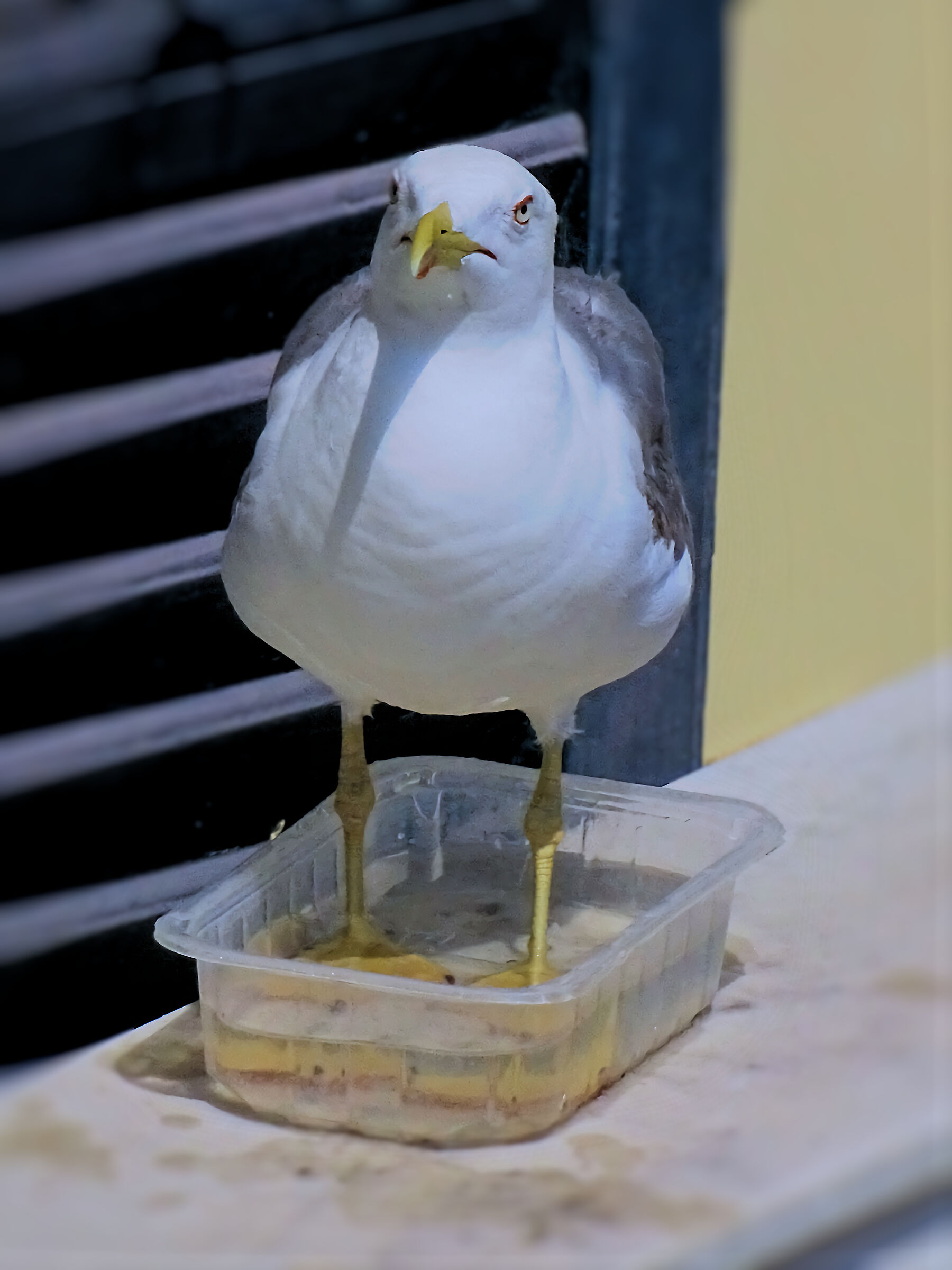 The water is scarce and the "duck" does not float.