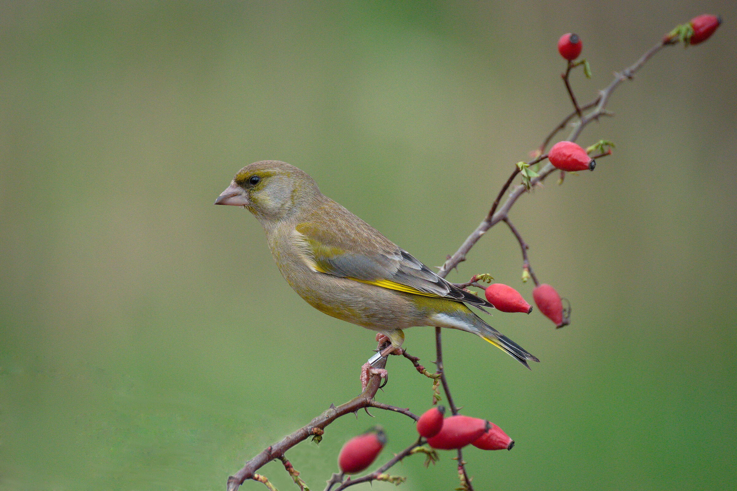 Greenfinch