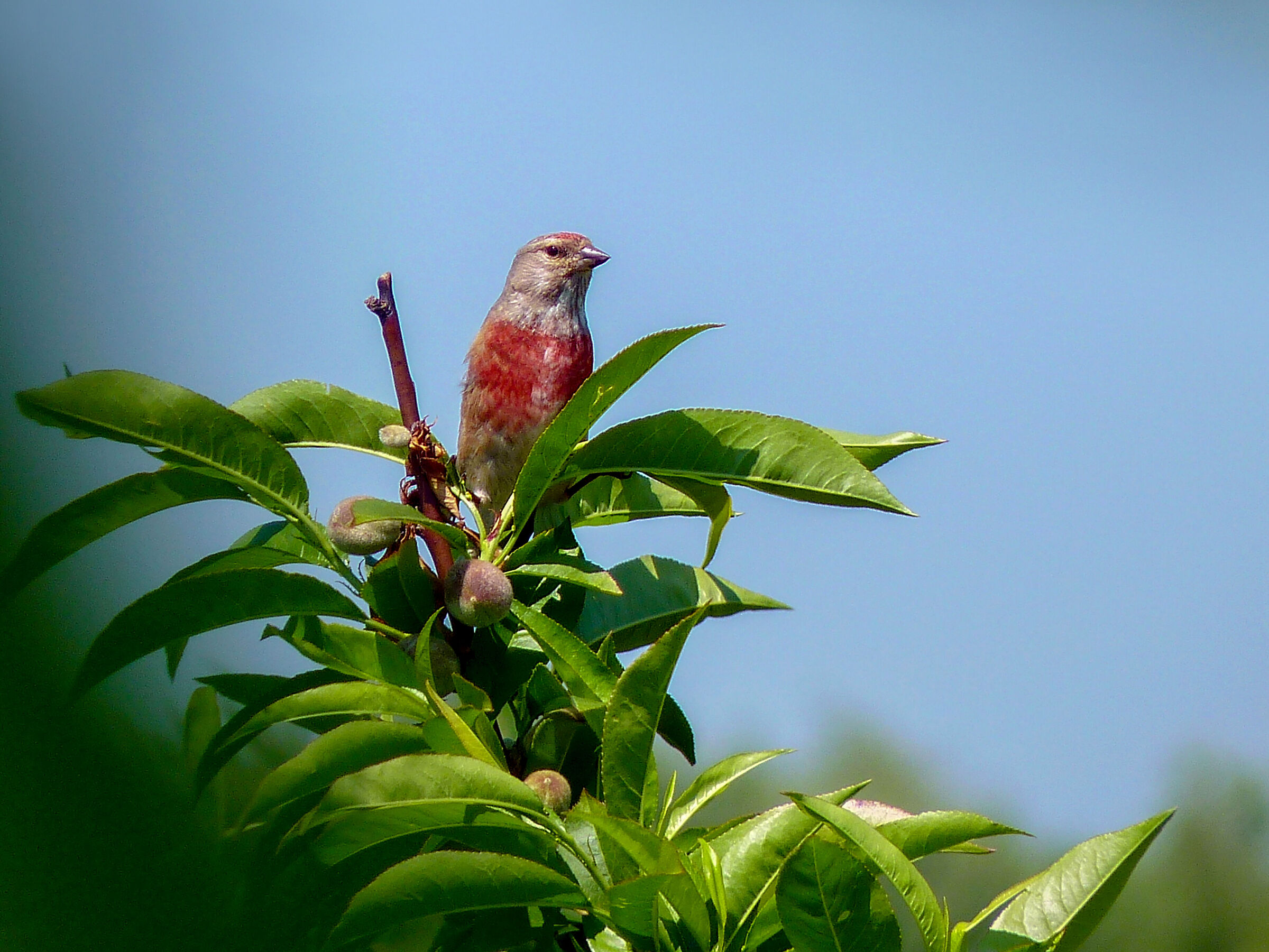 Lass - male (Linaria cannabina)