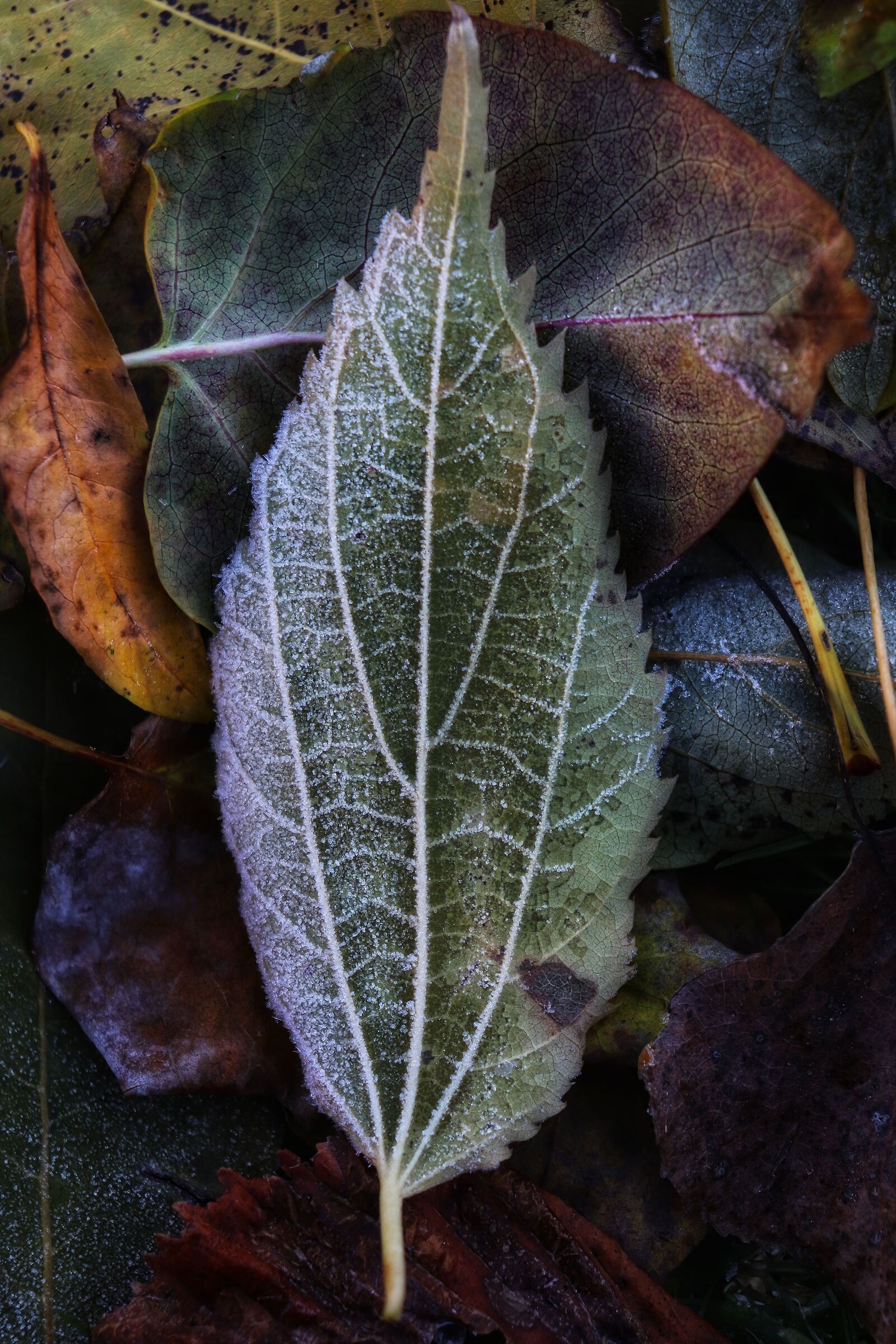The colors of autumn