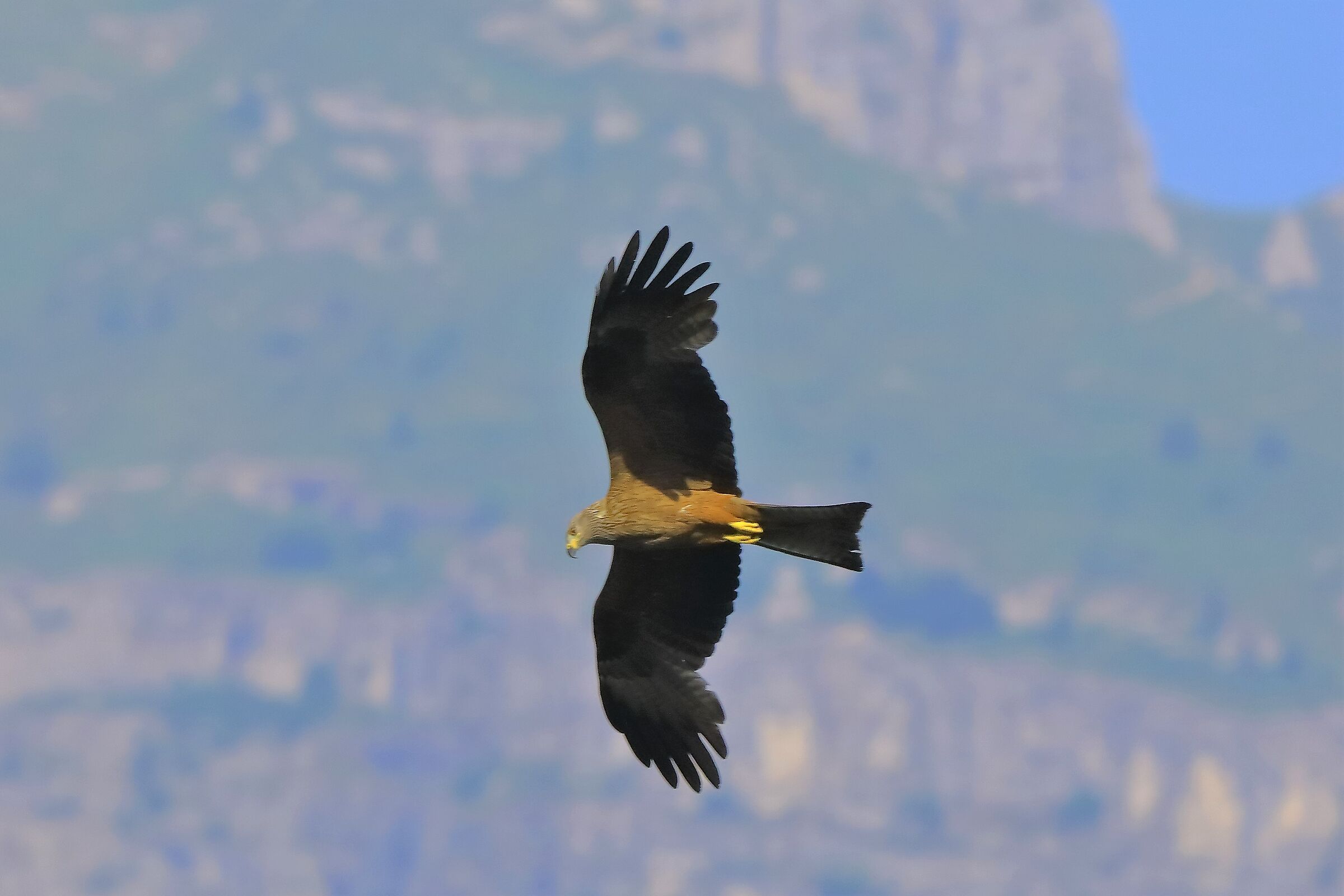 Nibbio bruno 06-06-2022