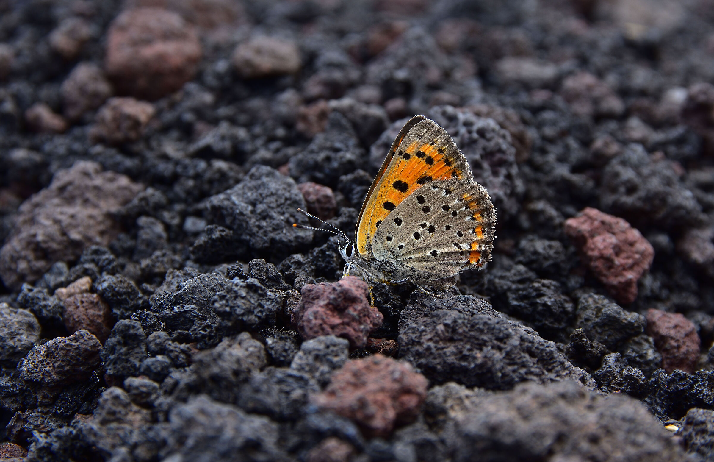 Butterfly on the rocks of Etna