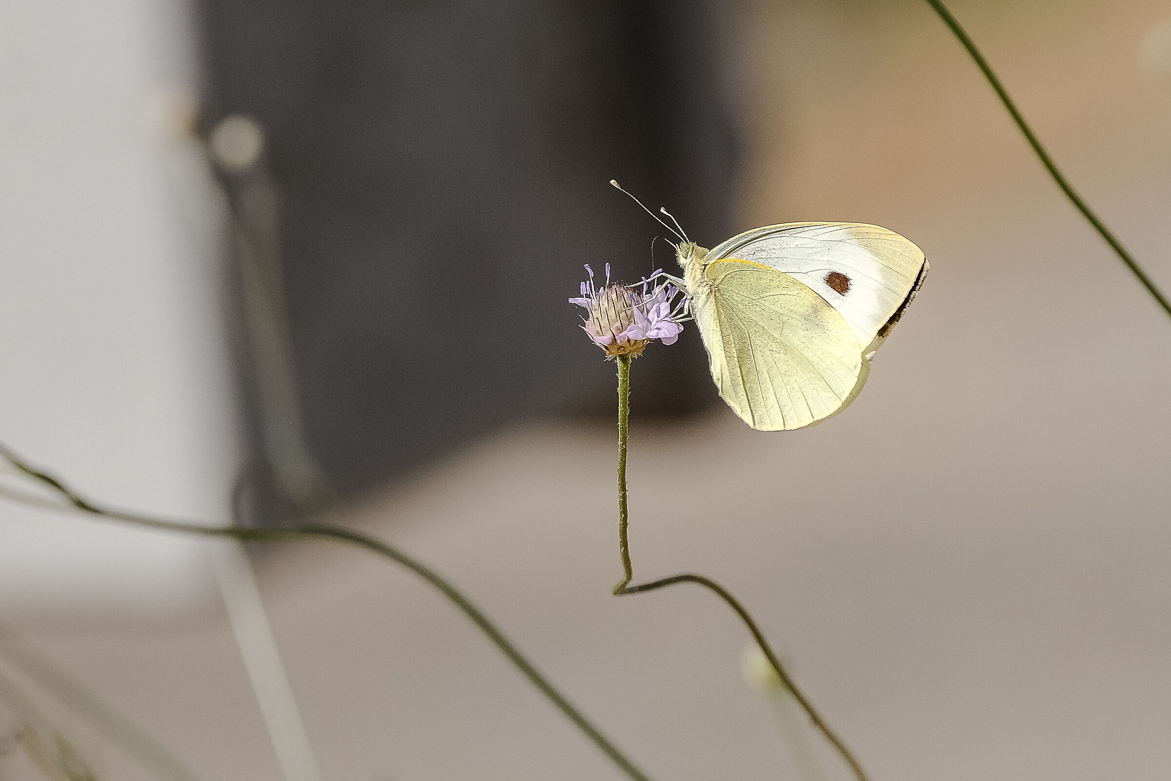 Untitled Photo