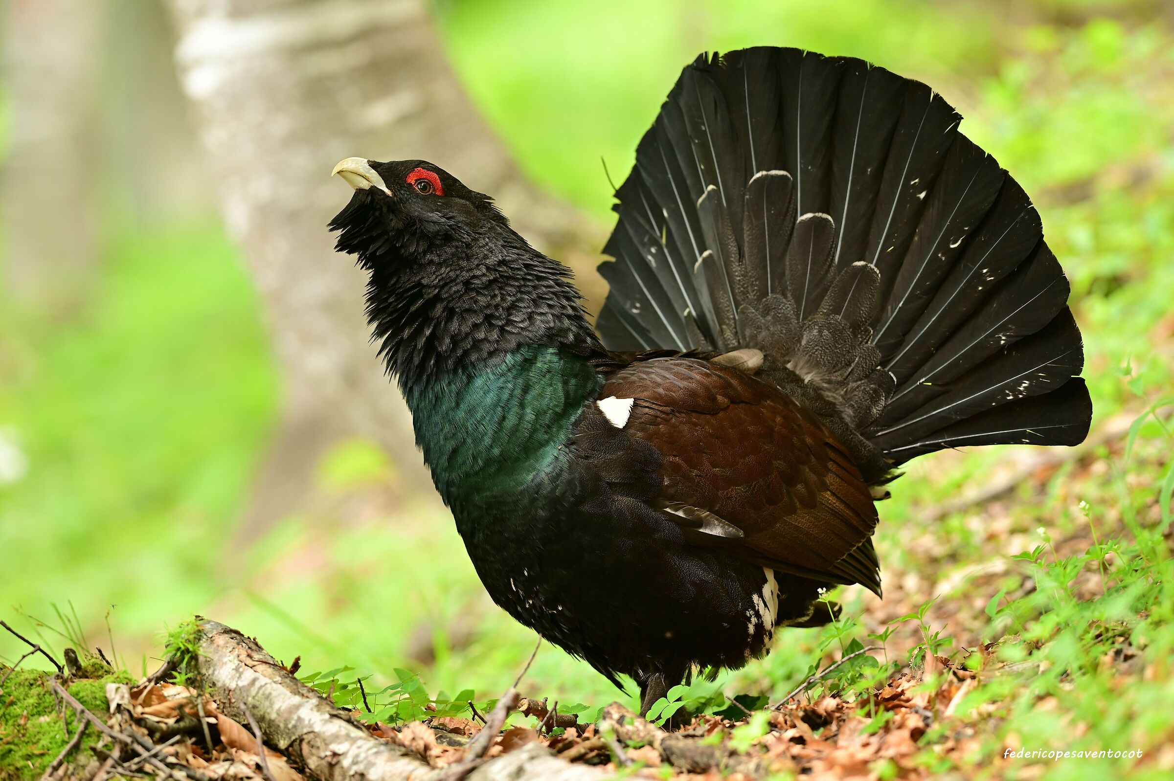 Gallo cedrone