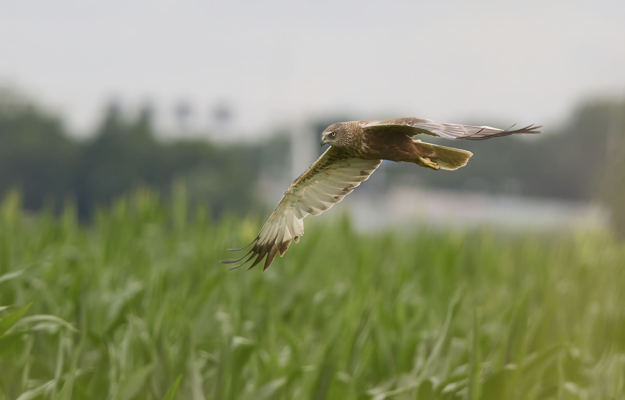 Falco di palude