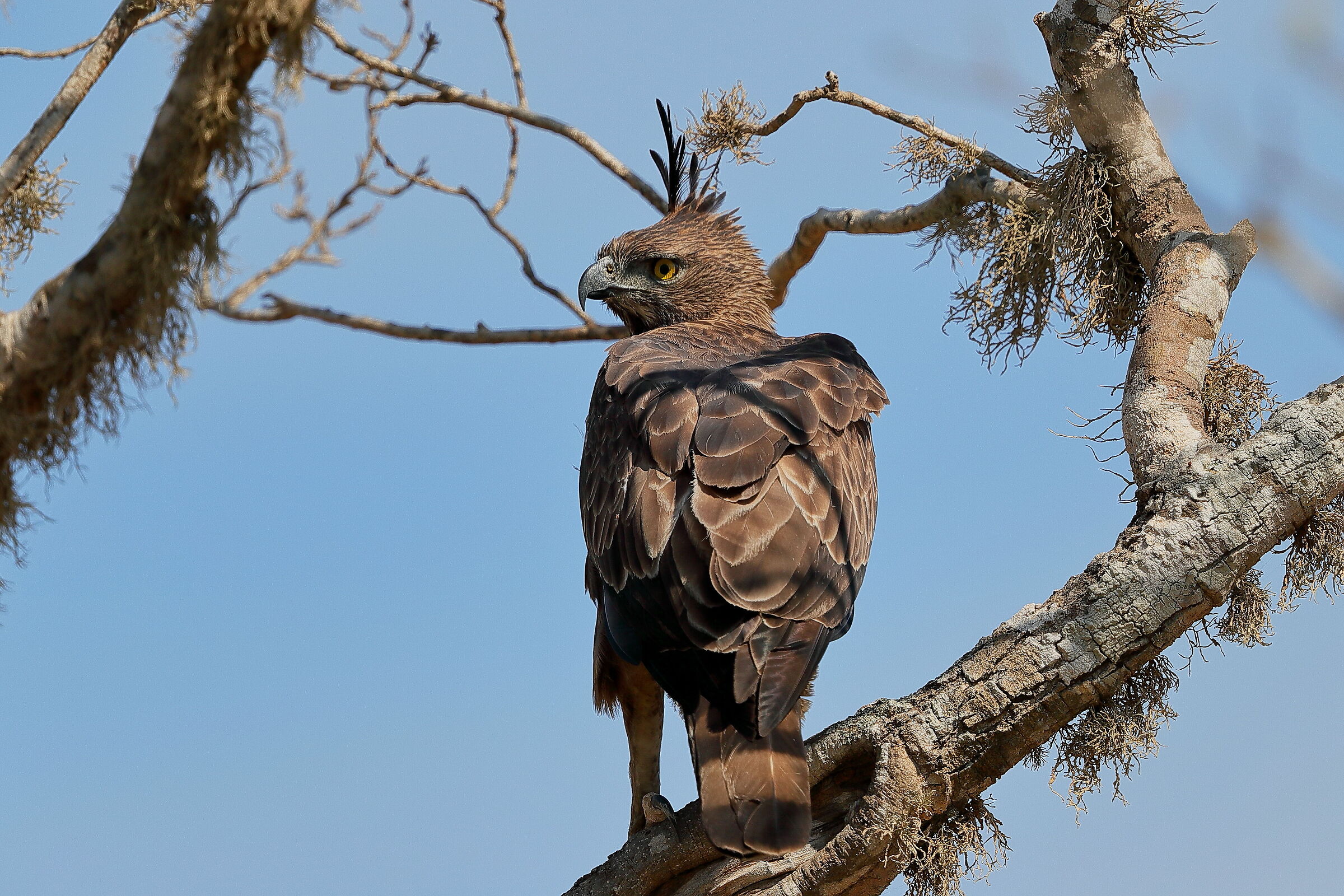 aquila falco crestato