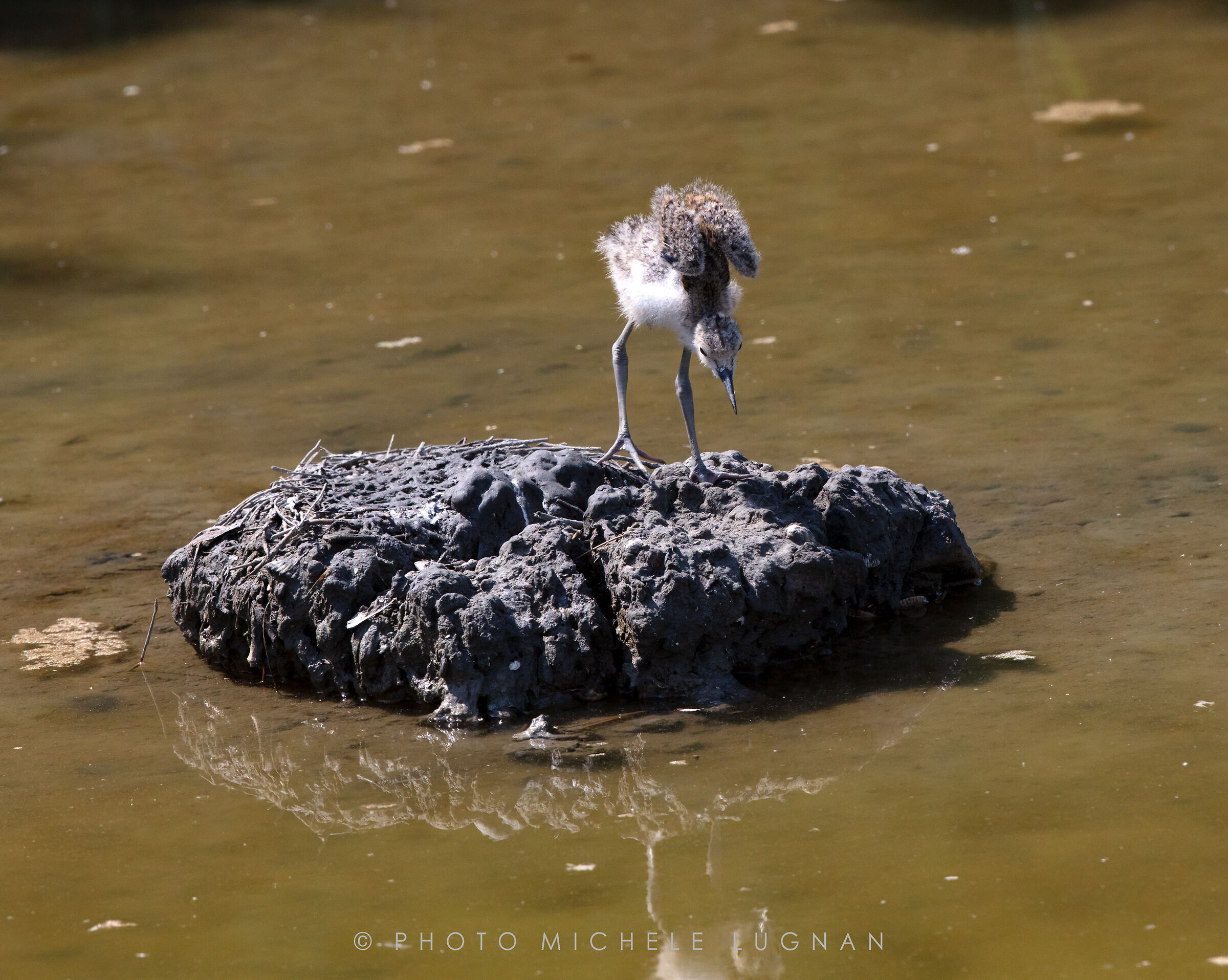 Himantopus himantopus (volg.it. Cavaliere d'Italia)