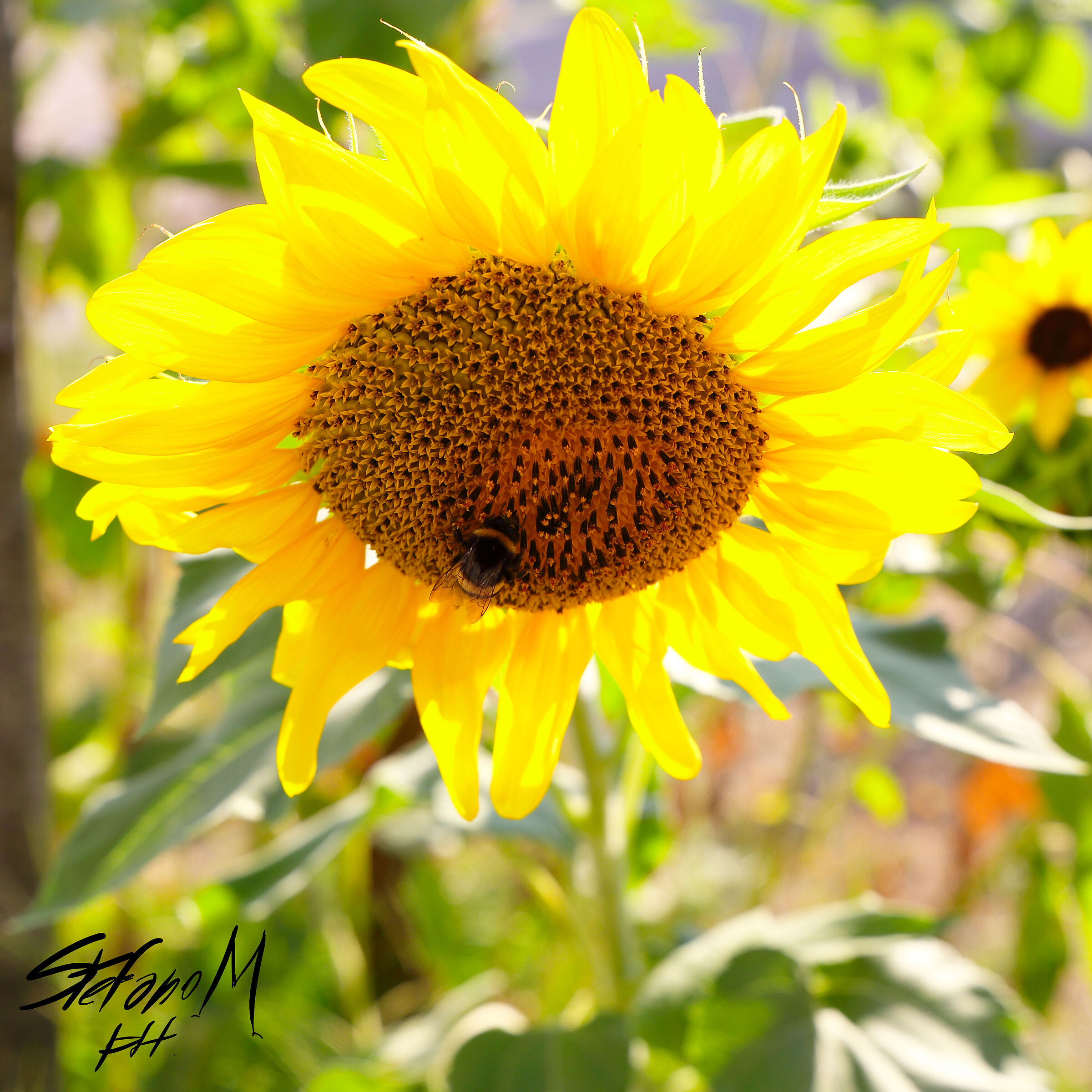 Bees and Sunflowers