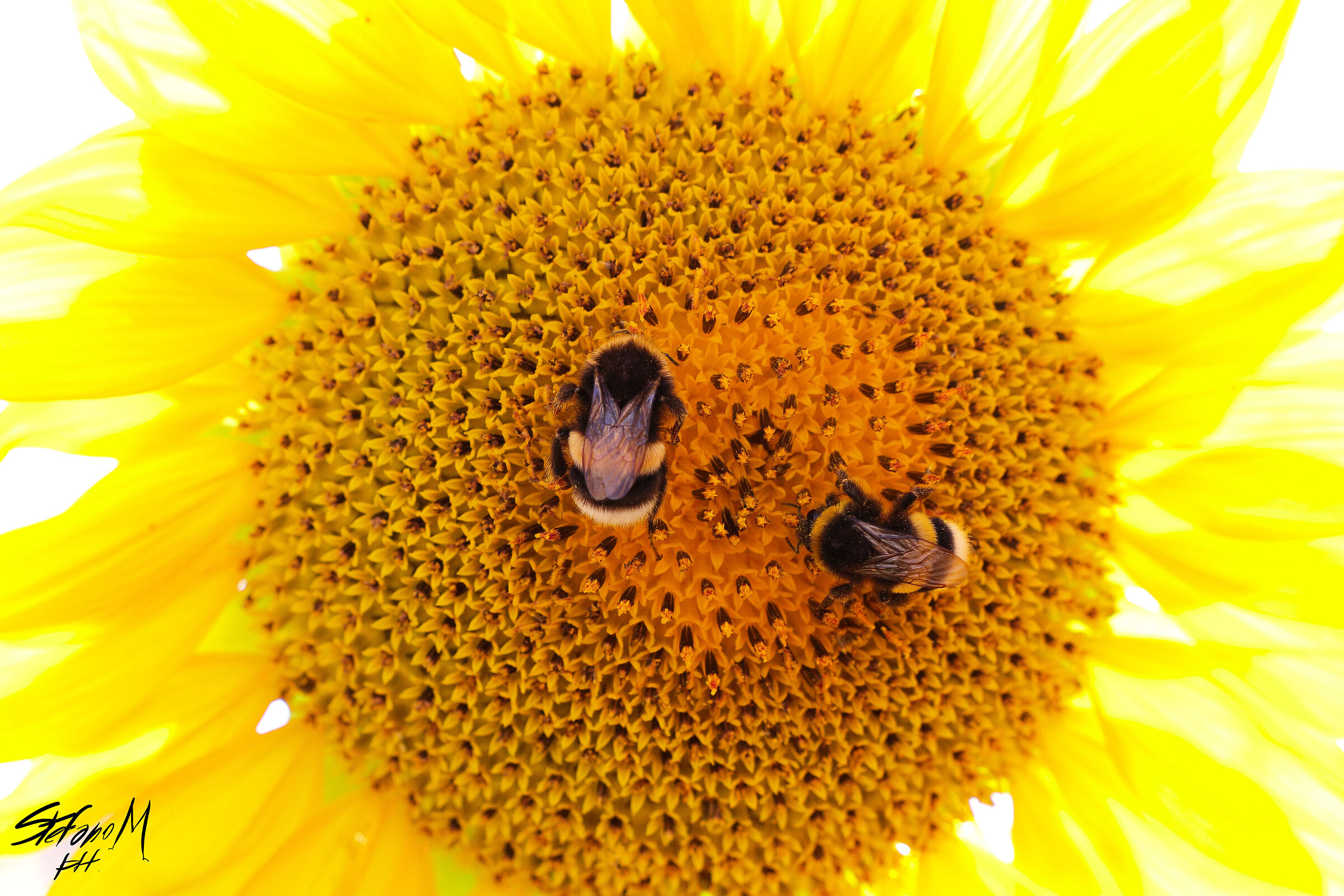 Bees and Sunflowers