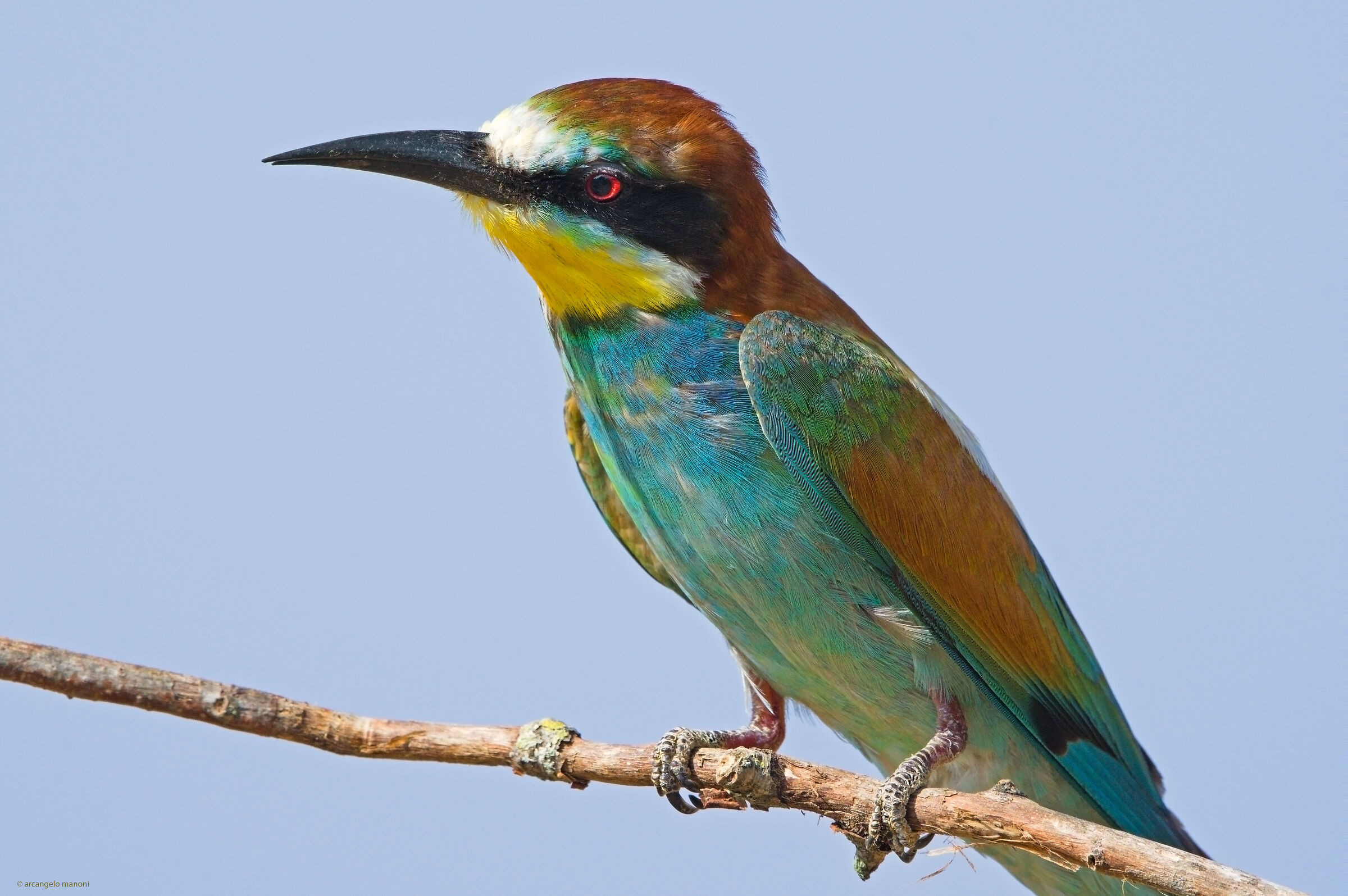 An American plan at the bee-eater