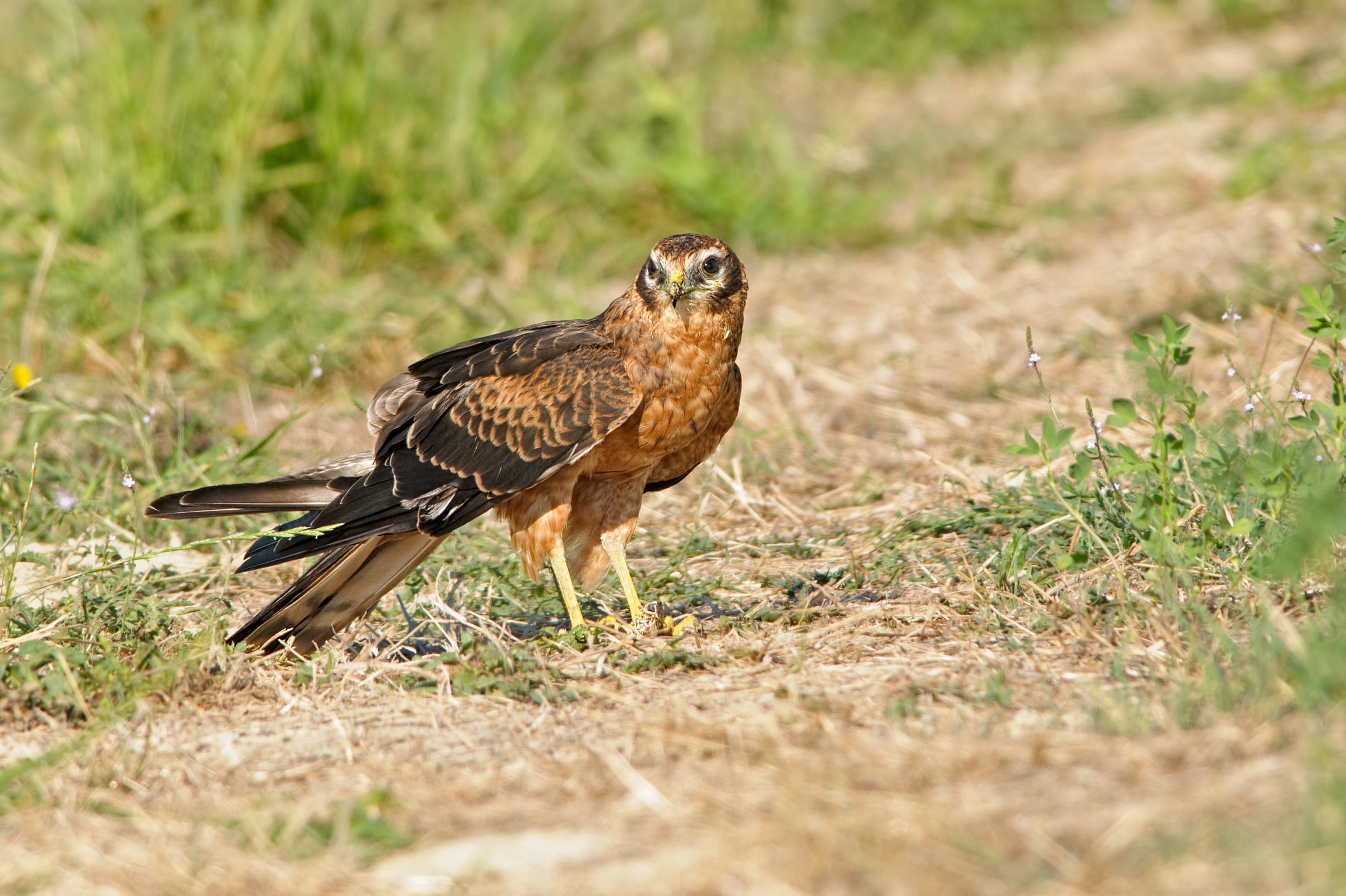 Montagu's Harrier (Circus pygargus)