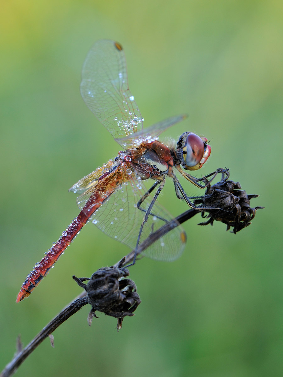 Sympetrum fonscolombii - maschio