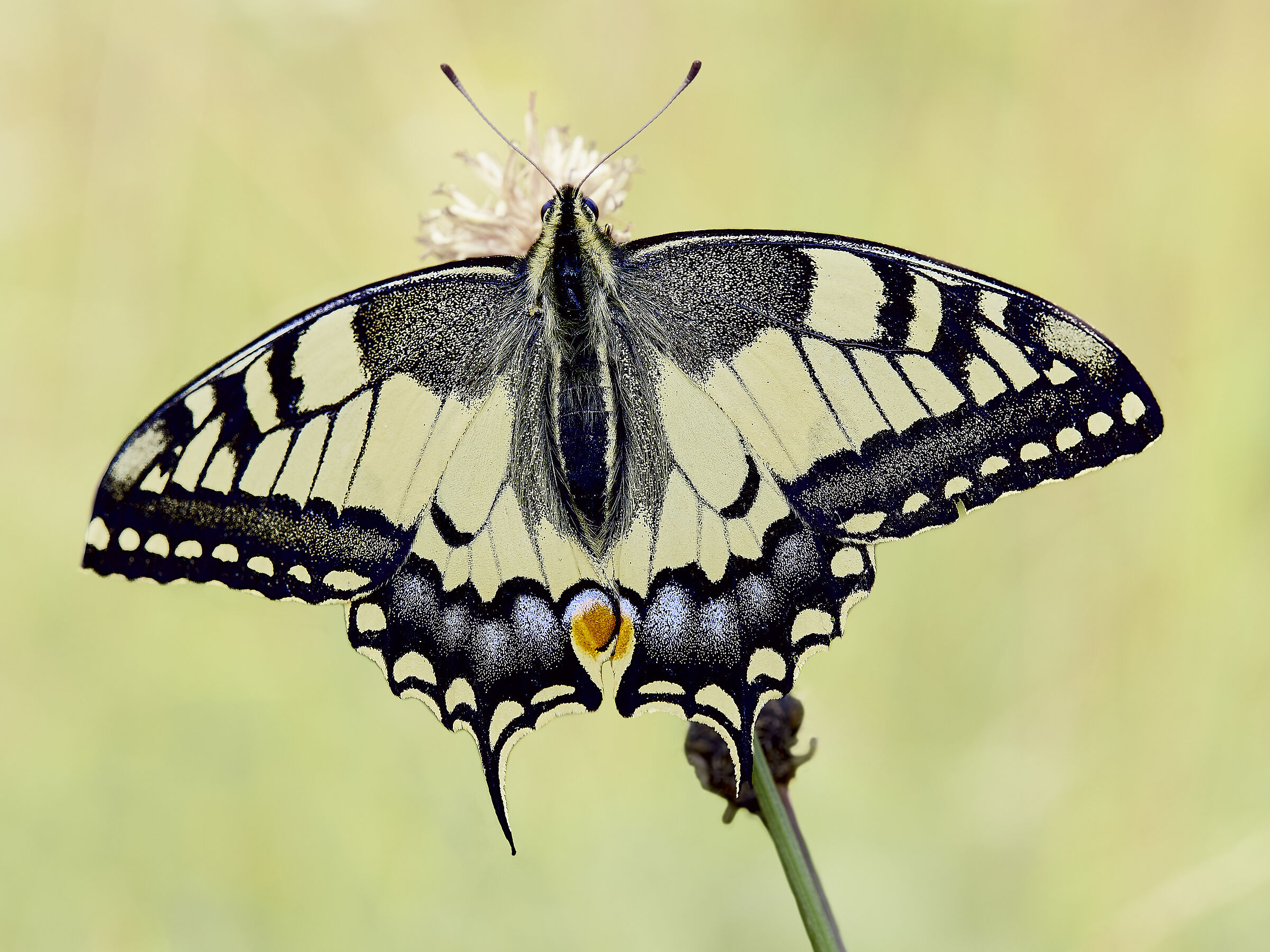 papilio machaon