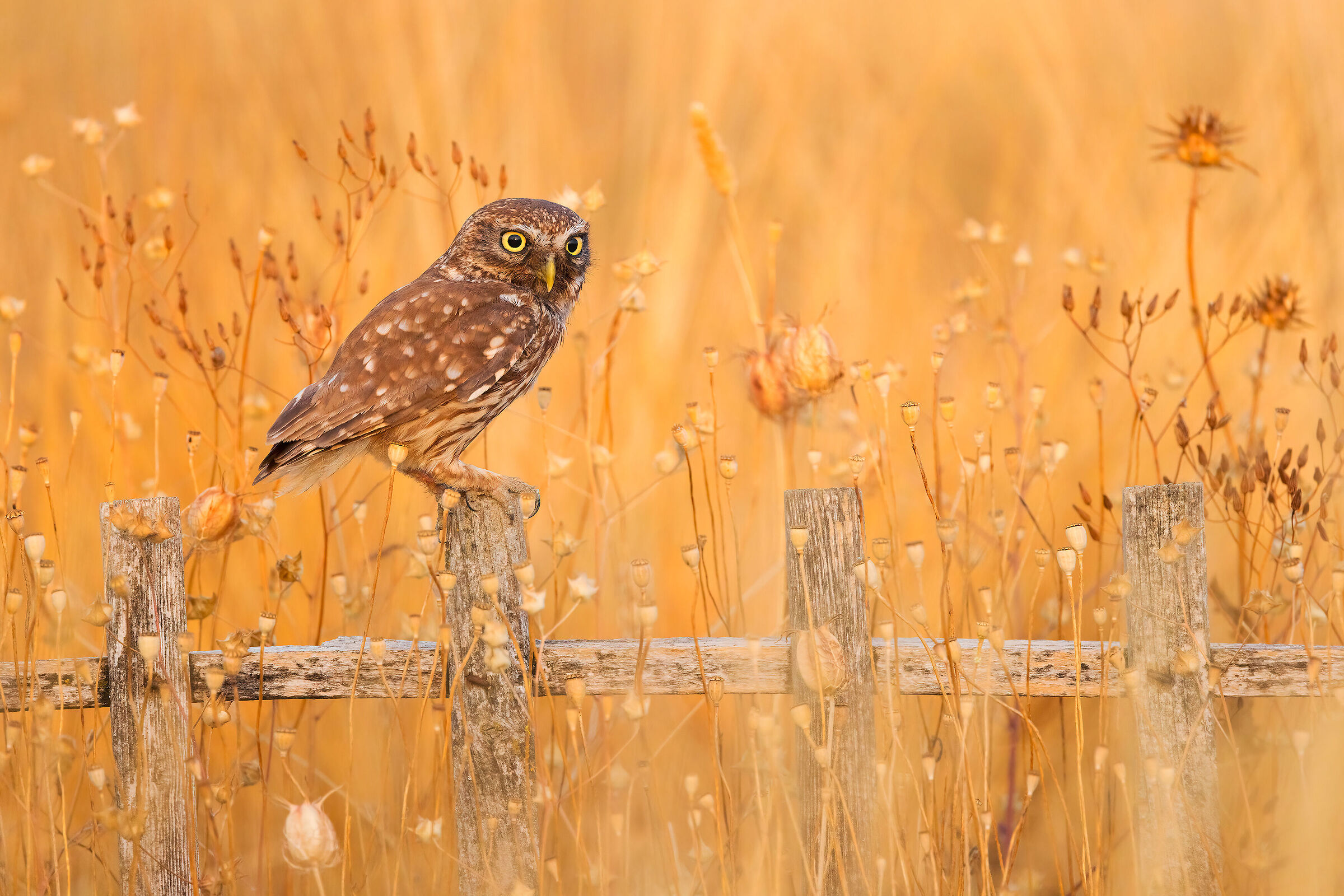 Owl (test with 100-500)