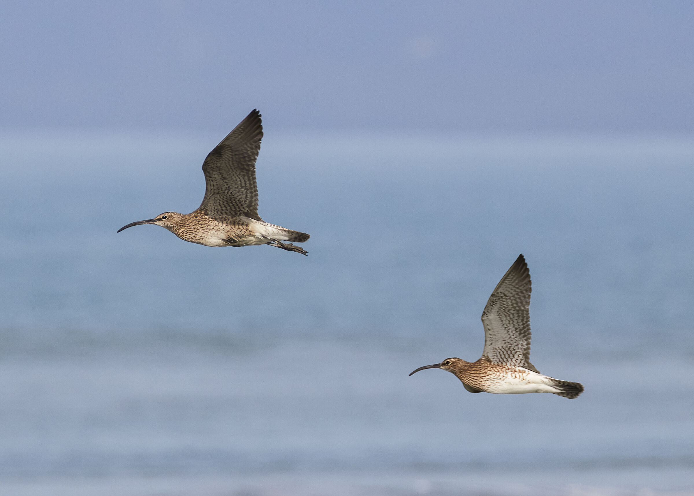 Curlews