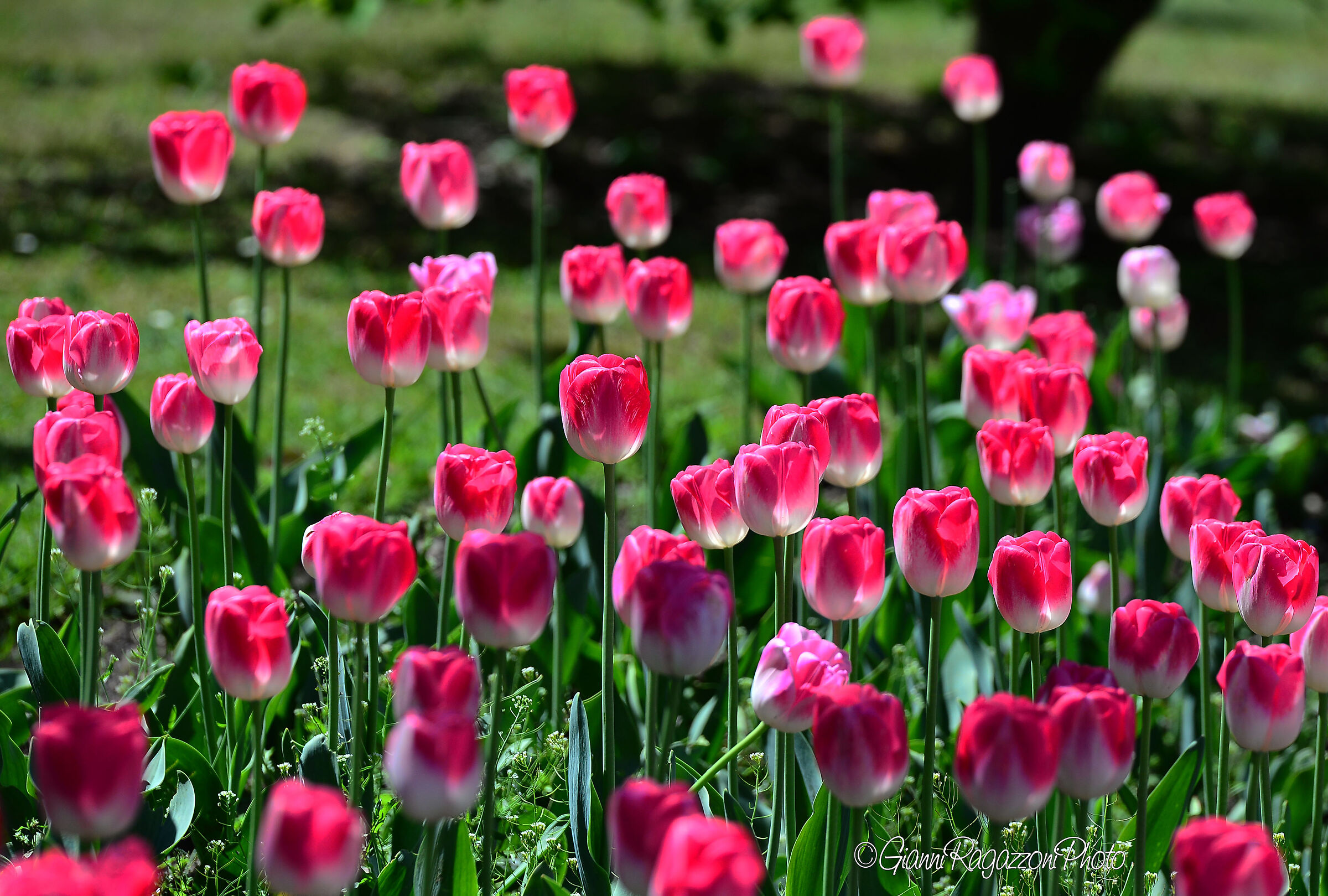 Tulips at Villa Taranto 3