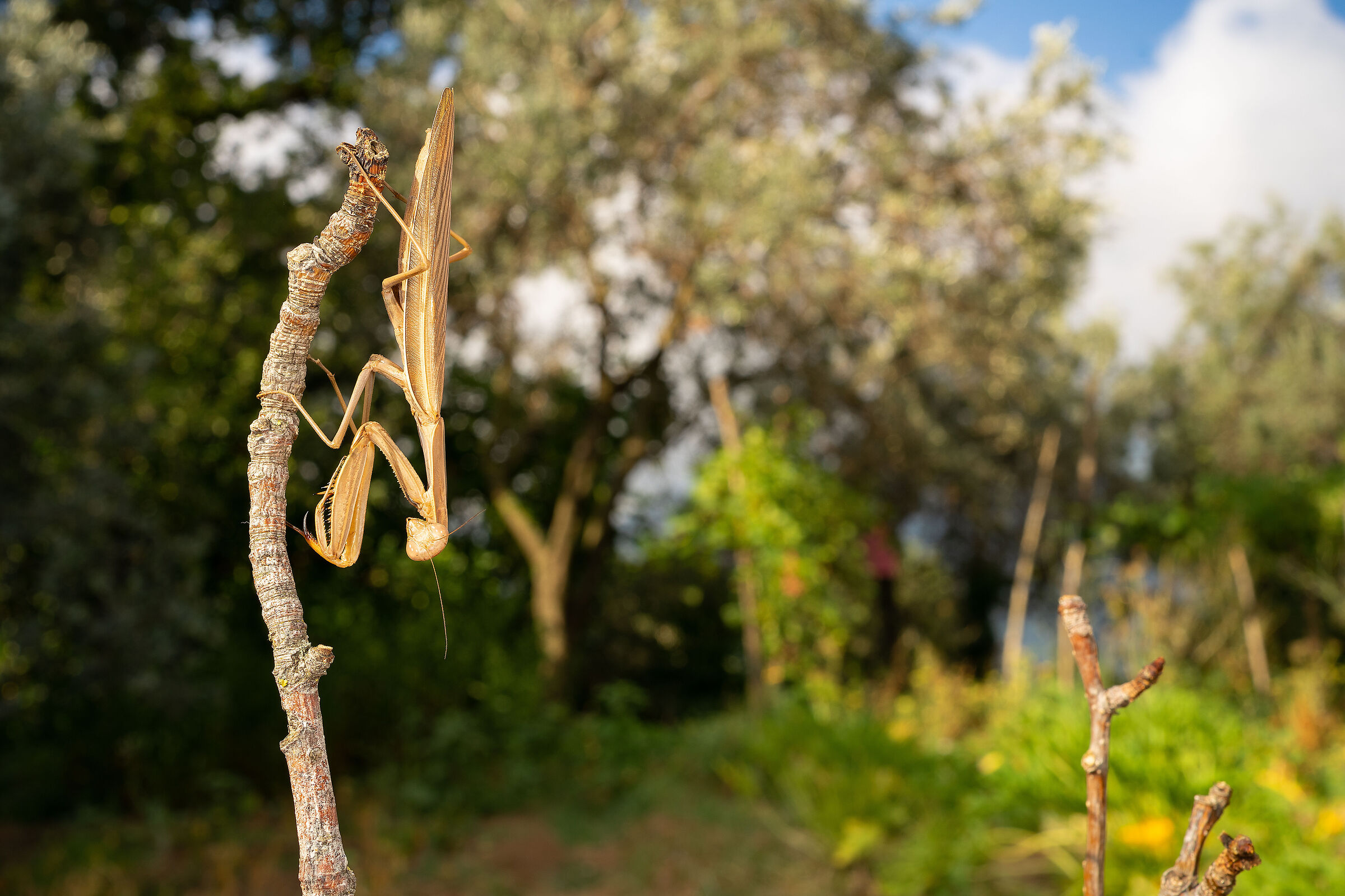 Mantis religiosa