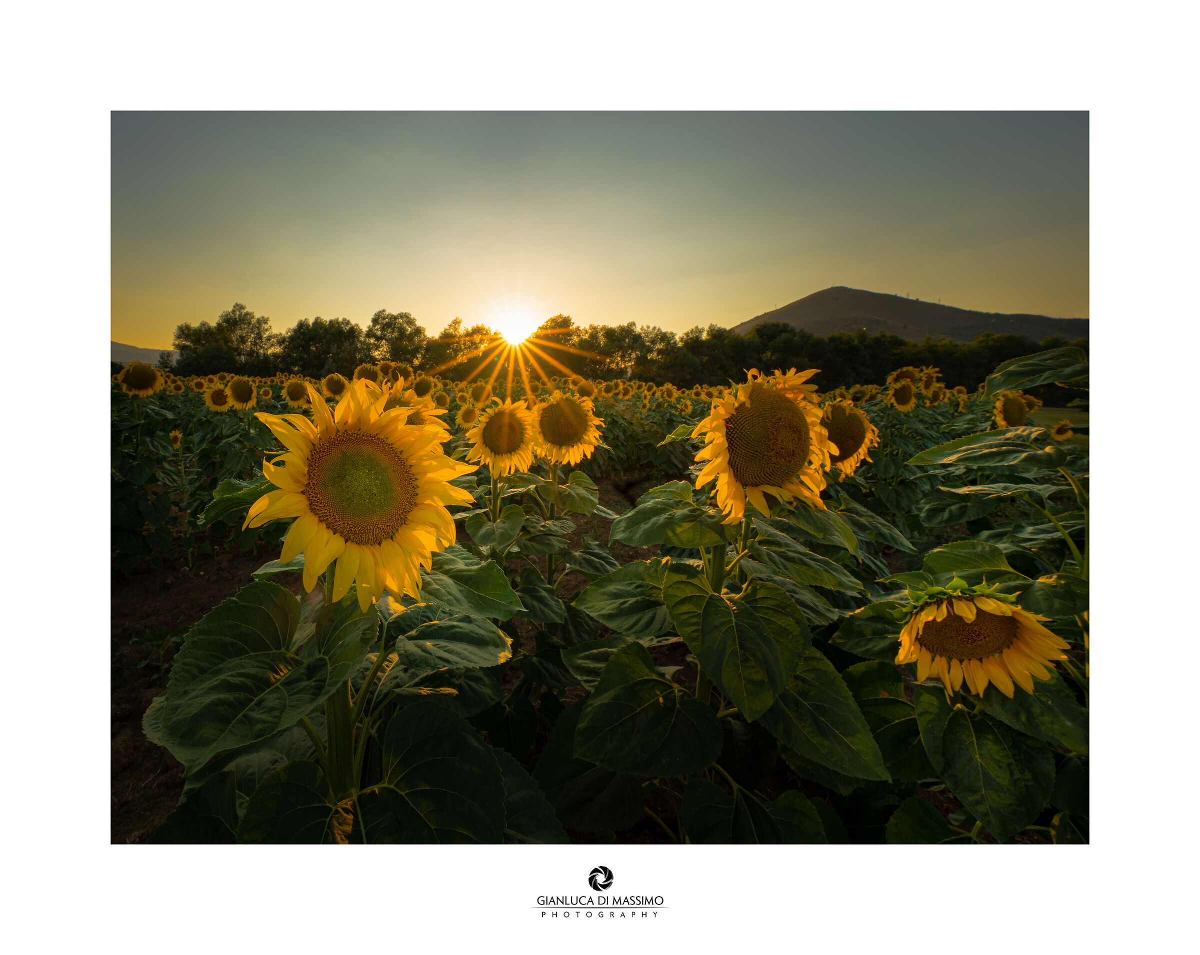 Sunflowers Abbruzzesi