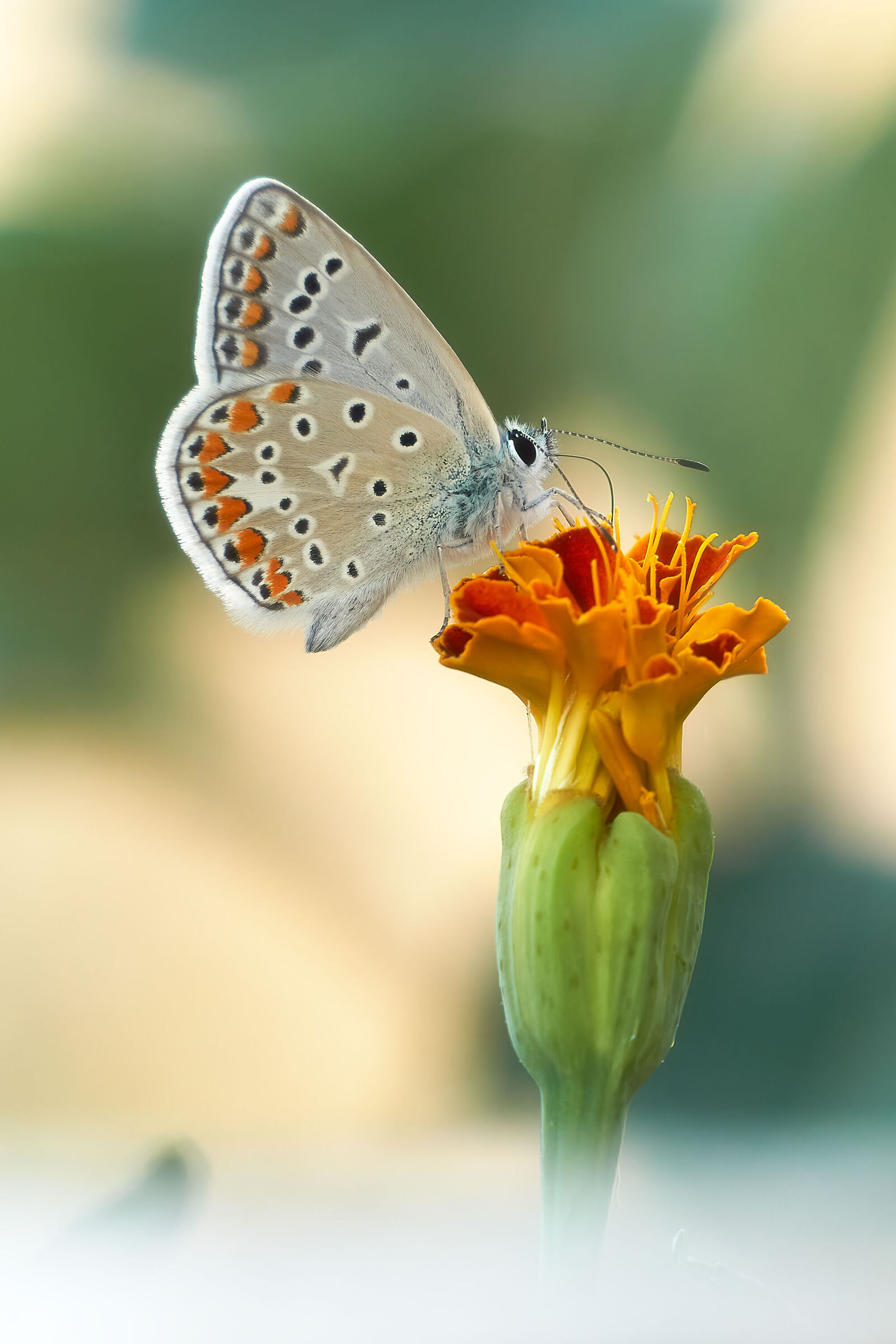 polyommatus icarus su tagete - 24-07-22