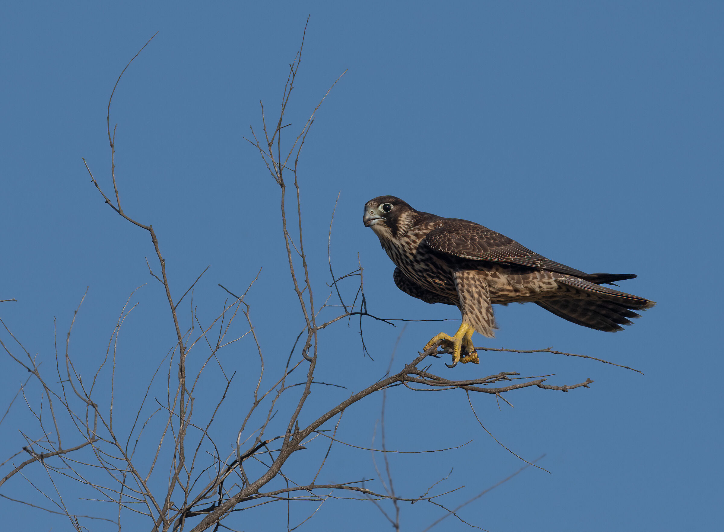 Peregrine falcon juv.